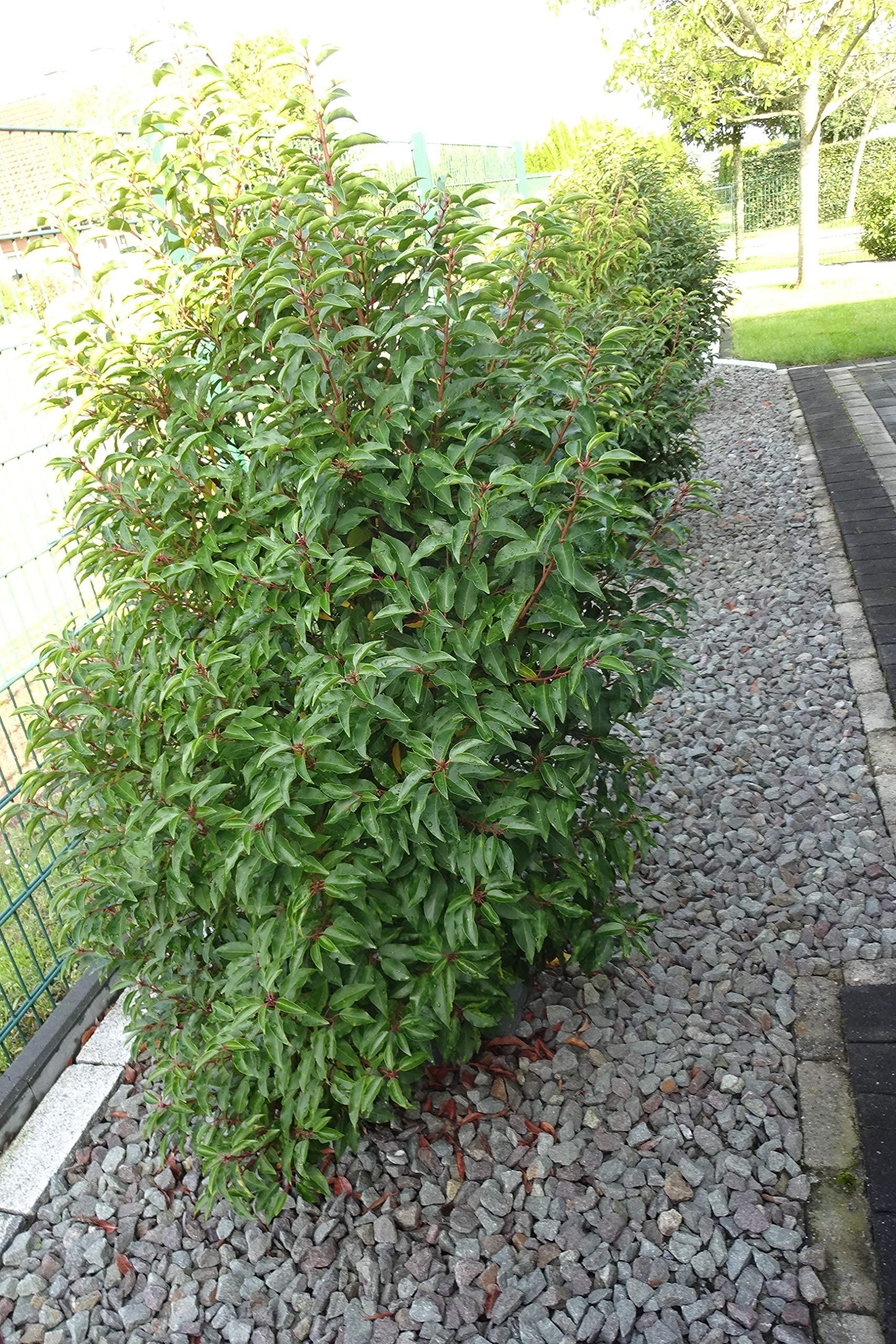 30st. Portugiesischer Kirschlorbeer 50-70cm im Topf Kirschlorbeer Prunus  lusitanica 'Angustifolia' Lorbeer Gartenhecke Sichtschutz Heckenpflanzen :  Amazon.de: Garten