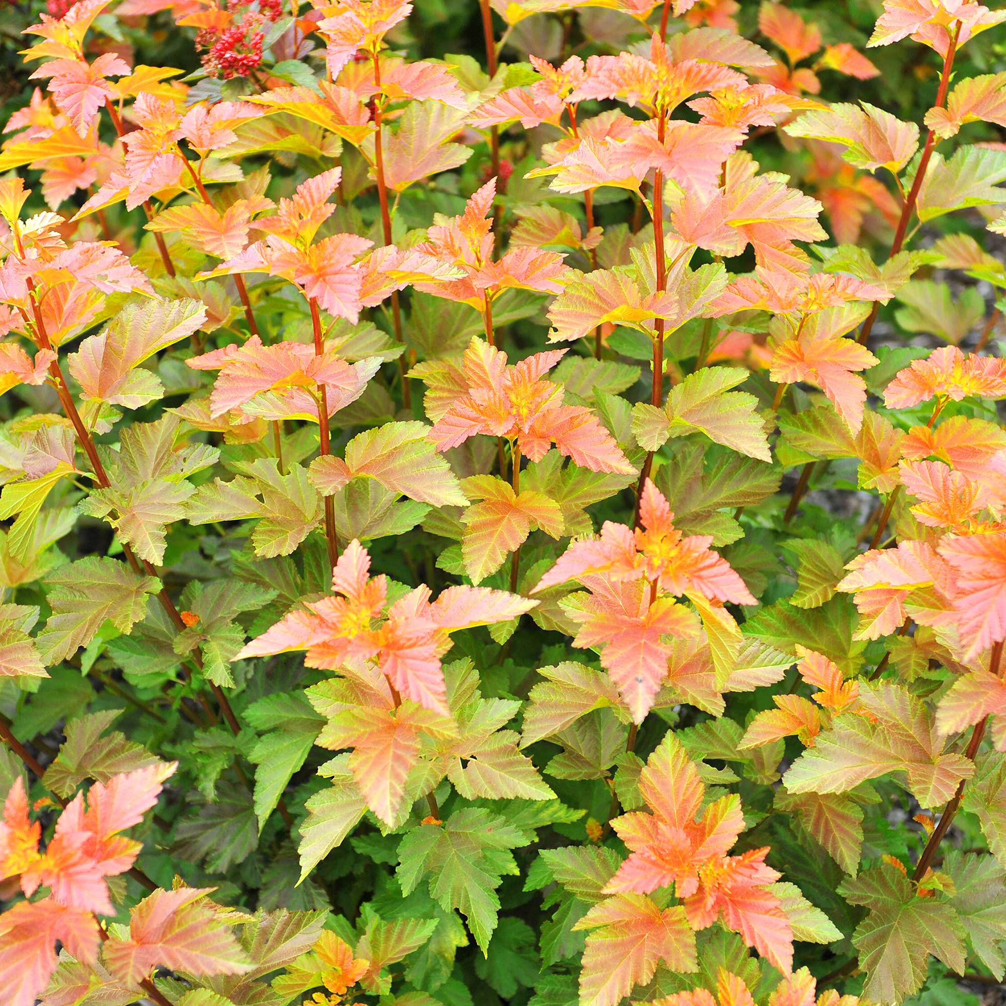 Physocarpus Amber Jubilee - Ninebark | Deciduous Potted Garden Shrub for Sale (15-30cm Incl. Pot)