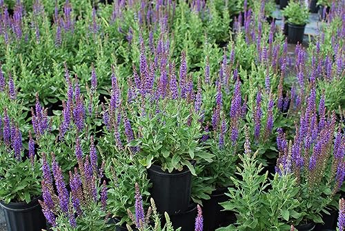 Miniatura 3 de Perennial Farm Marketplace Salvia n. 'East Frisland' (salvia) perenne, 1 cuarto de galón, flores violeta-púrpura
