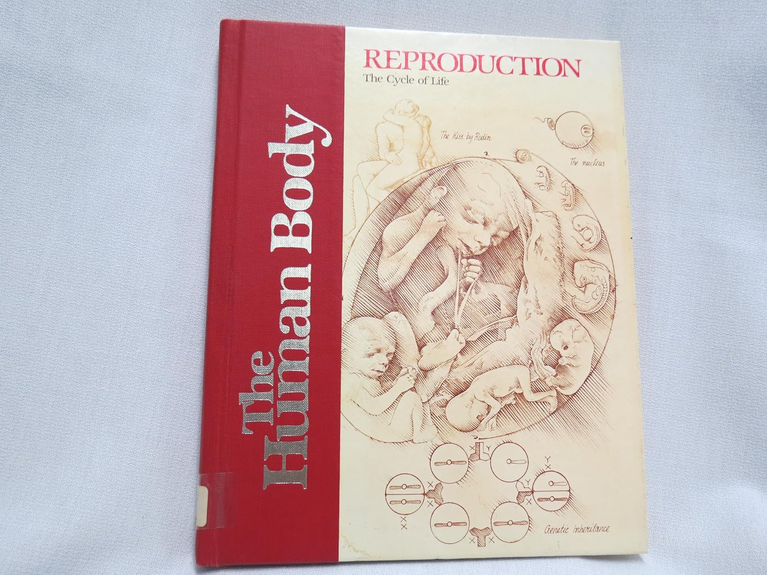 Reproduction: The cycle of life (The Human body): Jensen, Karen ...