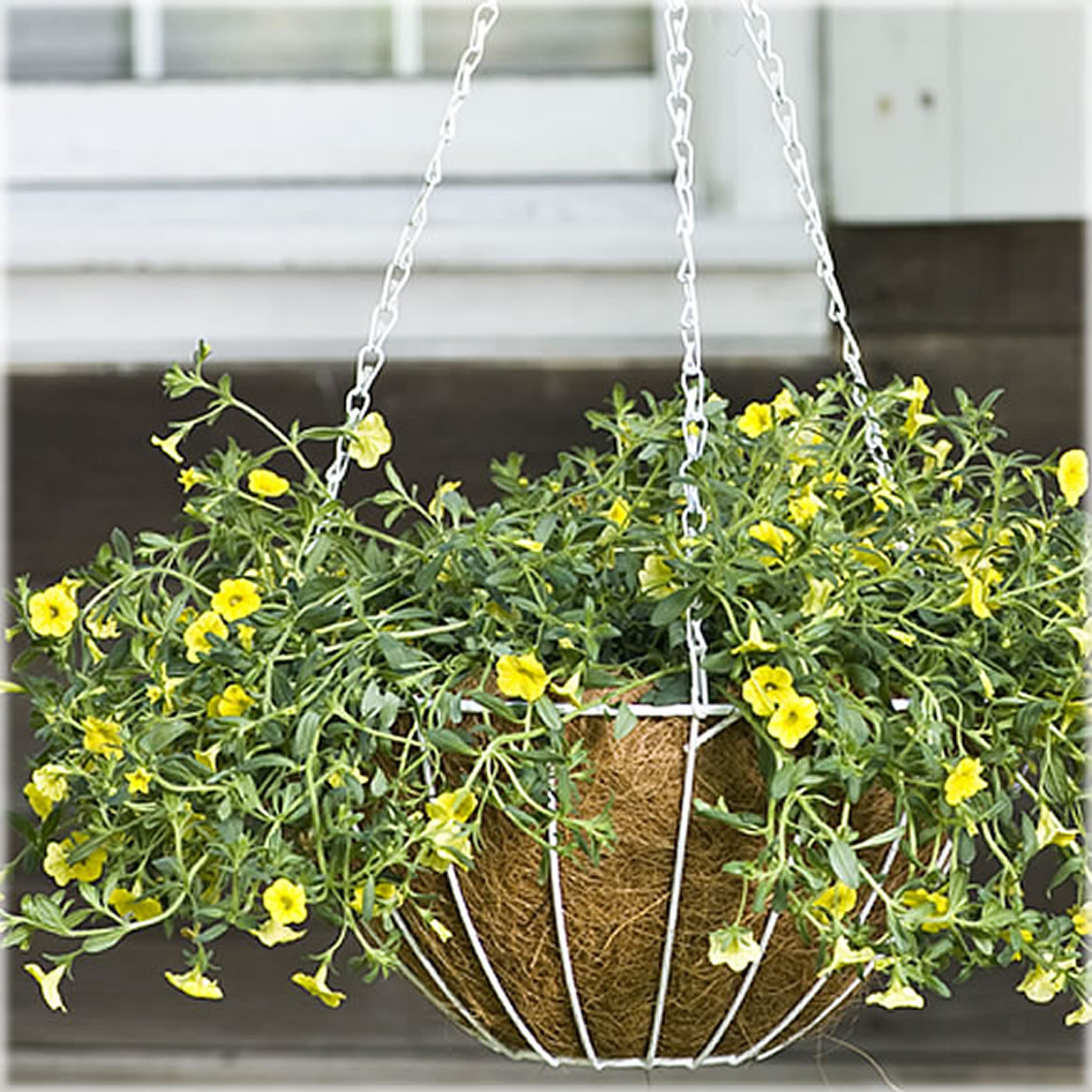 Amazon.com: CobraCo White 12-Inch Growers Style Hanging Basket