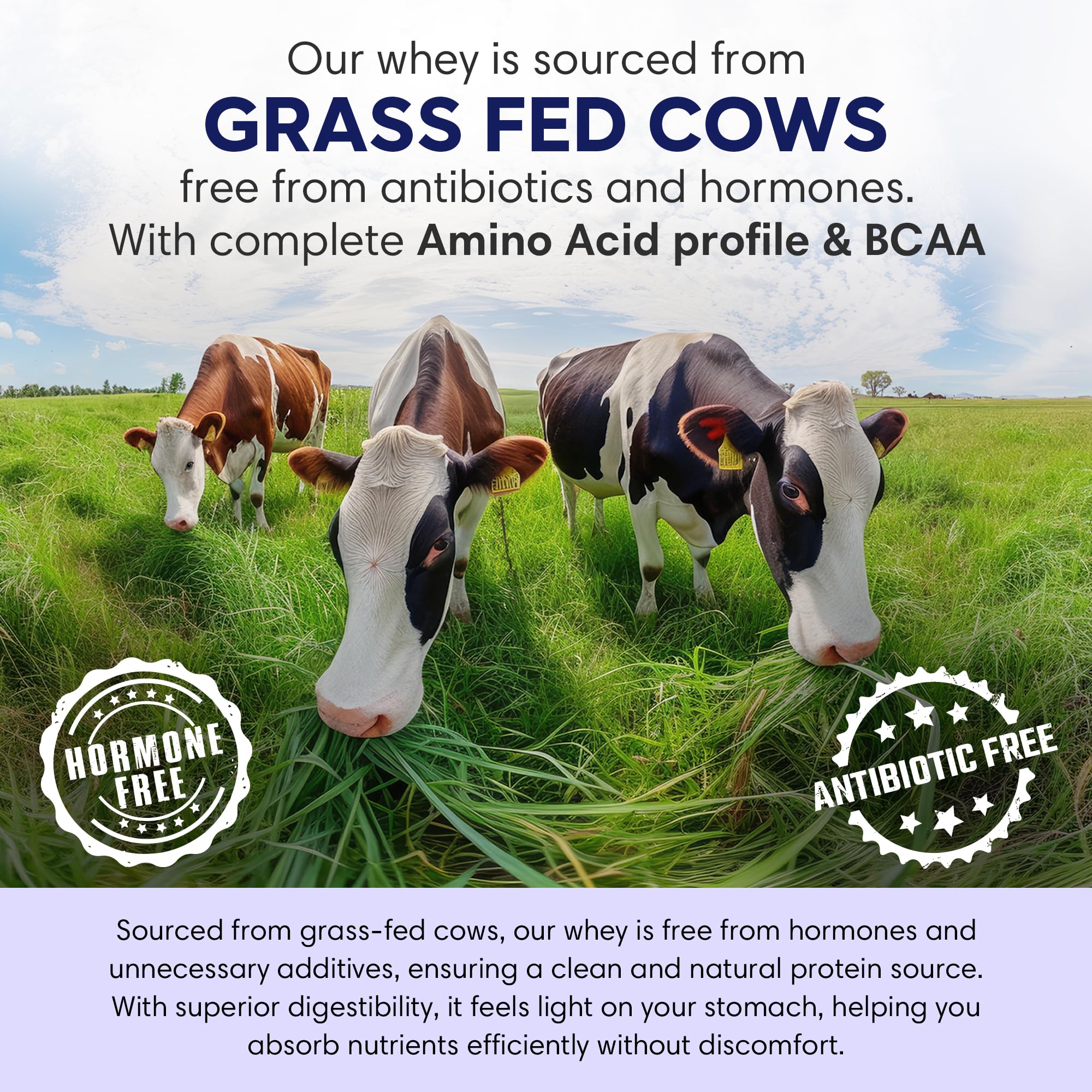 Foodstrong Whey Protein Powder (Concentrate + Isolate), 100% Hormone Free Grass-Fed Whey, 26G Protein & 6.6G BCAA, Chocolate Almond, With Turmeric & Digestive Enzymes, 6 Sachets, 204G — Amazon image 2