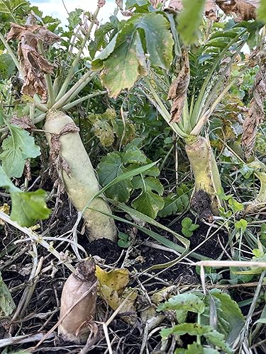 Miniatura 10 de TnT Seed Company Brassica Buffet - Mezcla de parcela de comida para ciervos de 4 libras - 3 especies de brassicas - Semillas de hasta 1 acre