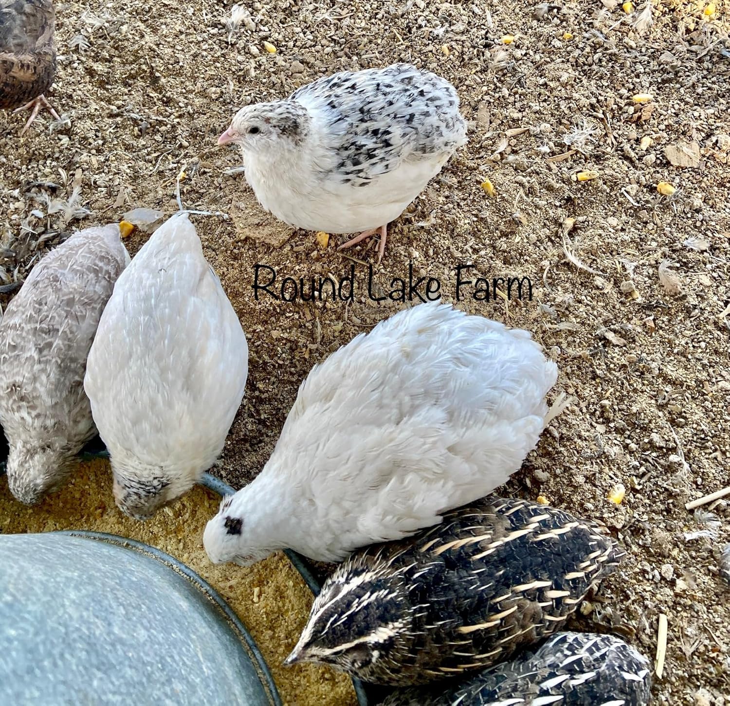 Premium Button & Celadon Coturnix Quail Hatching Egg Set - 12 Eggs Total (6 Button Eggs and 6 Celadon Coturnix Eggs) - Shipped in Foam