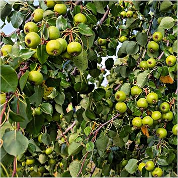 Crab Apple Tree 1-2ft in 1L Pot Native Malus Hedging, Make Your own Cider & Jelly 3fatpigs