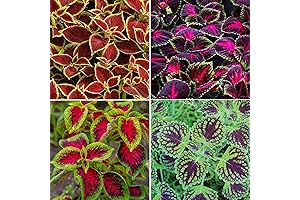 Rainbow Mix Flower Seeds 150 Count