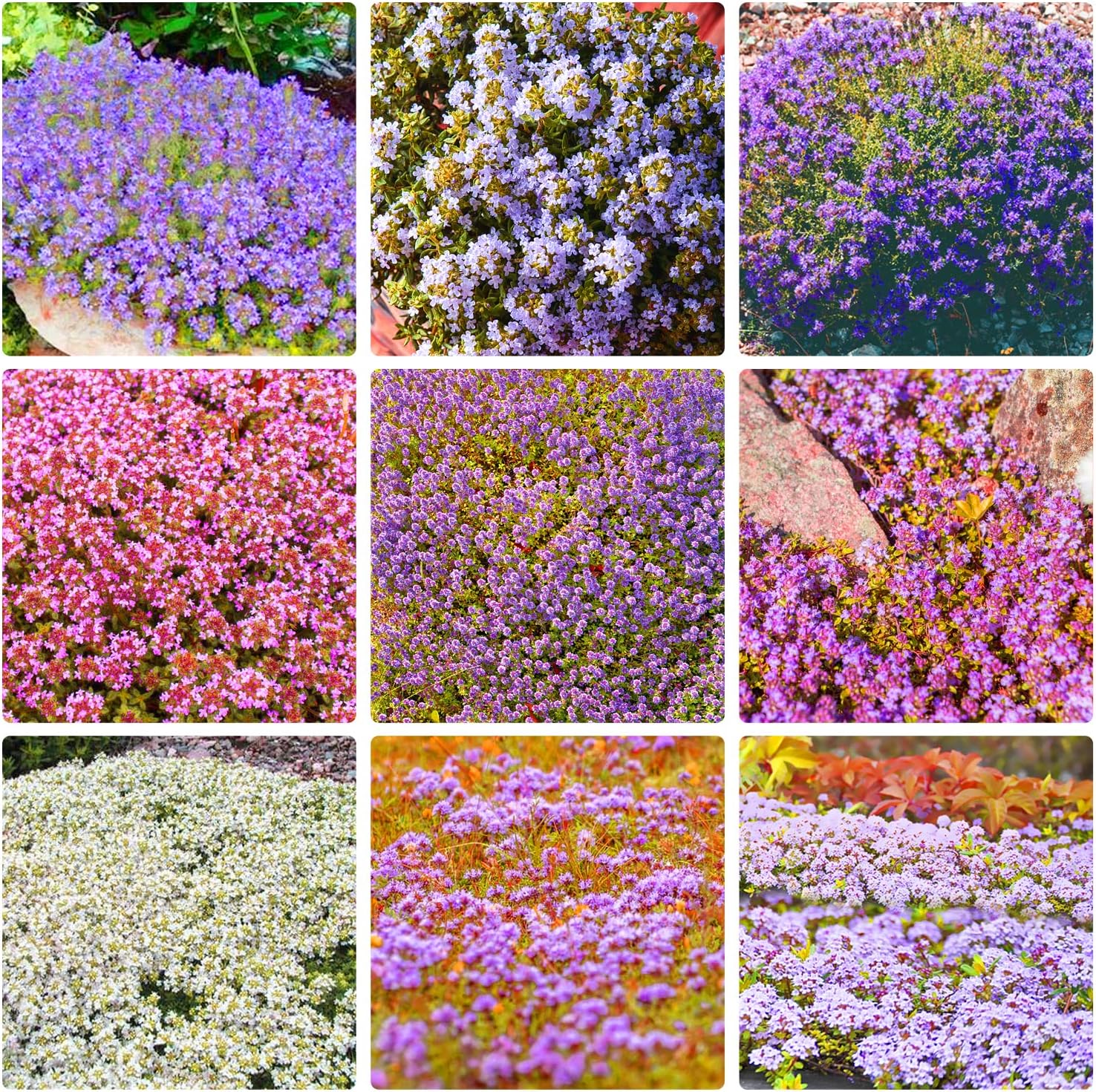 1500 Mix Creeping Thyme Ground Cover Flowers Seeds Multiple Colors Creeping Thyme