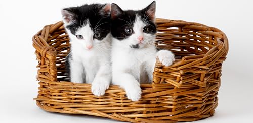 Cats Wallpapers – vue 8