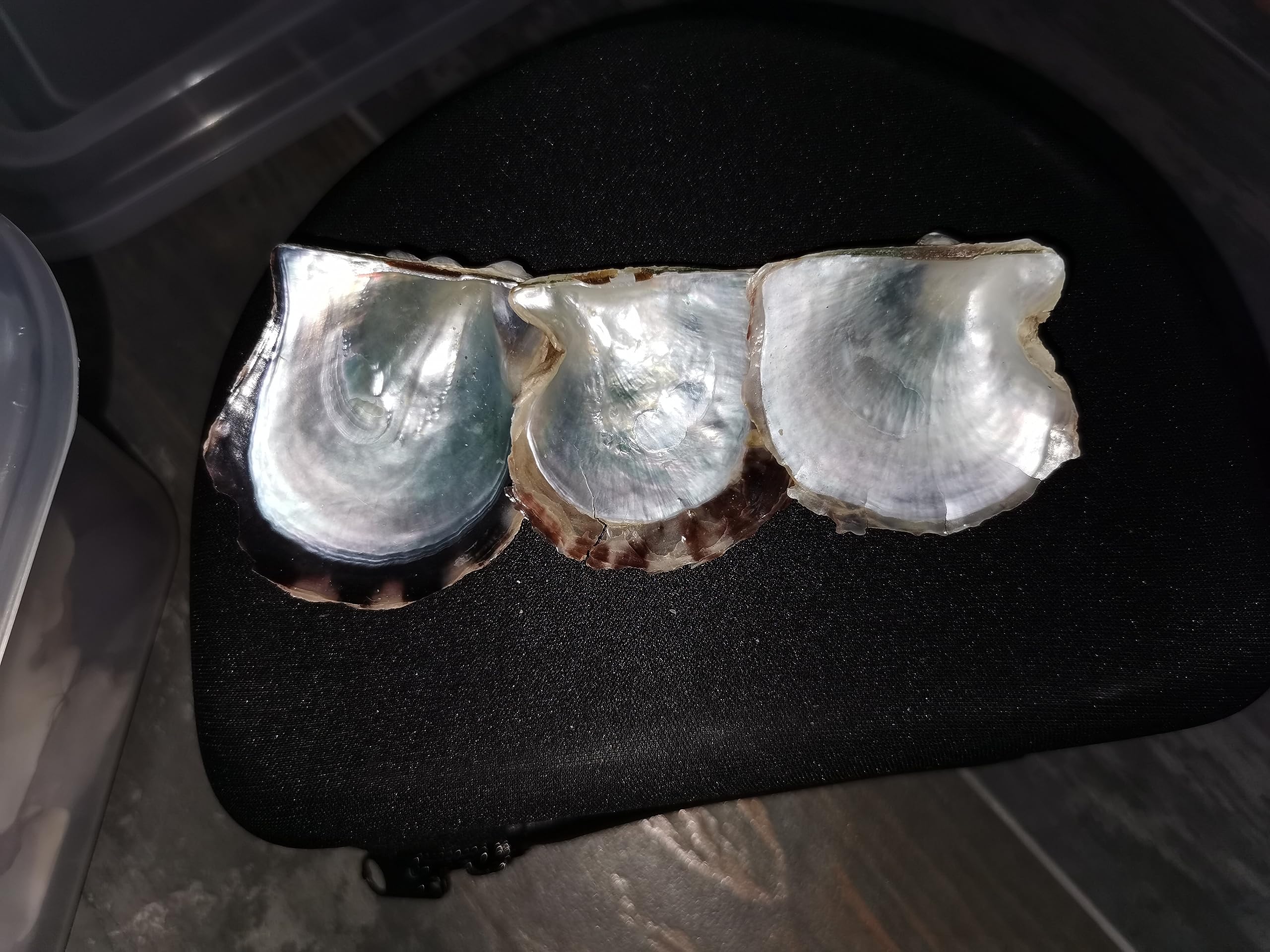 Amazon.co.jp: 天然本物アコヤ 真珠貝 ビッグ : ホーム＆キッチン