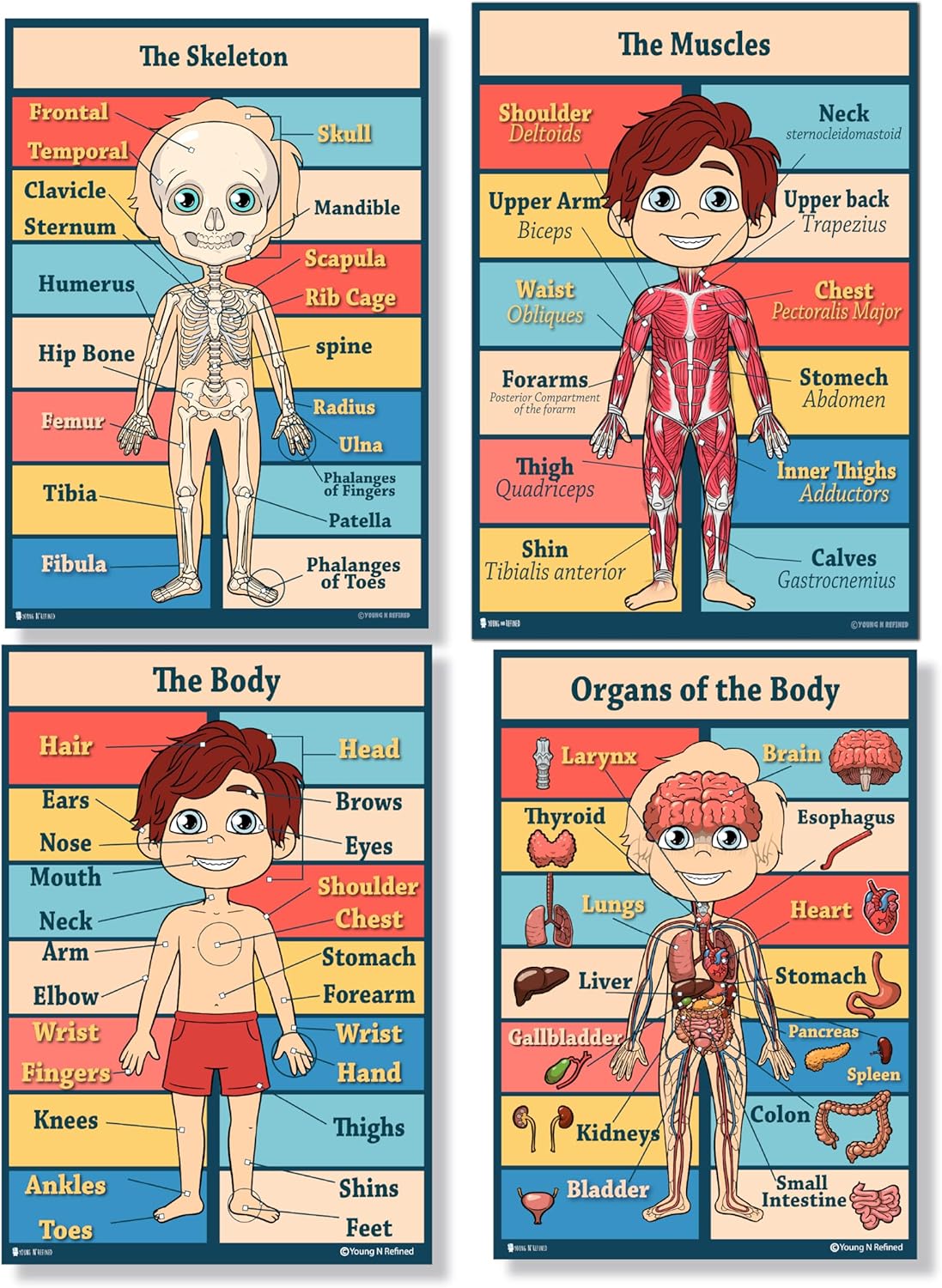 Amazon.com: Anatomy kids poster 4 pack LAMINATED Charts for classrooms ...