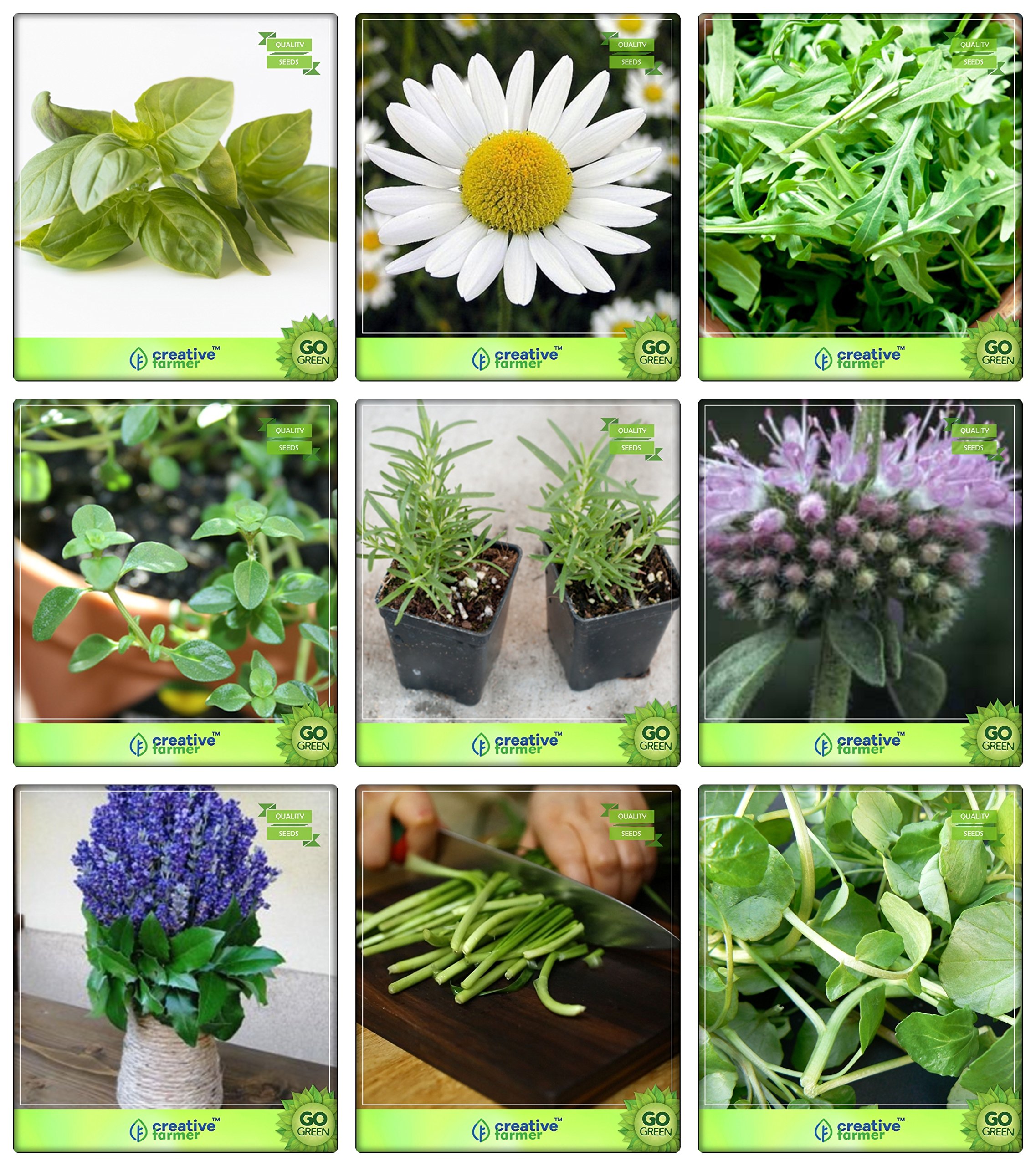 See full amazon price history chart for Creative Farmer Medicinal Plant Seeds Lemon Basil, German Chamomille, Wild Rocket, Thyme English Winter, Terragon, Penny Royal, Lavender, Garlic Chives, Water Cress Herb Seeds Combo Pack Creative Farmer Medicinal Plant Seeds Lemon Basil, German Chamomille, Wild Rocket, Thyme English Winter, Terragon, Penny Royal, Lavender, Garlic Chives, Water Cress Herb Seeds Combo Pack (B078V44Q7Y) Amazon Price History, Amazon Price Tracker