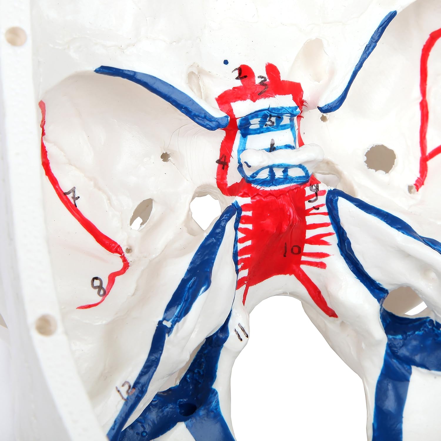 Axis Scientific 3-Part Human Skull Model with Blood Vessels | Life Size Plastic Skull Shows Arteries and Sinuses is Molded from a Real Human Skull | Includes Detailed Product Manual