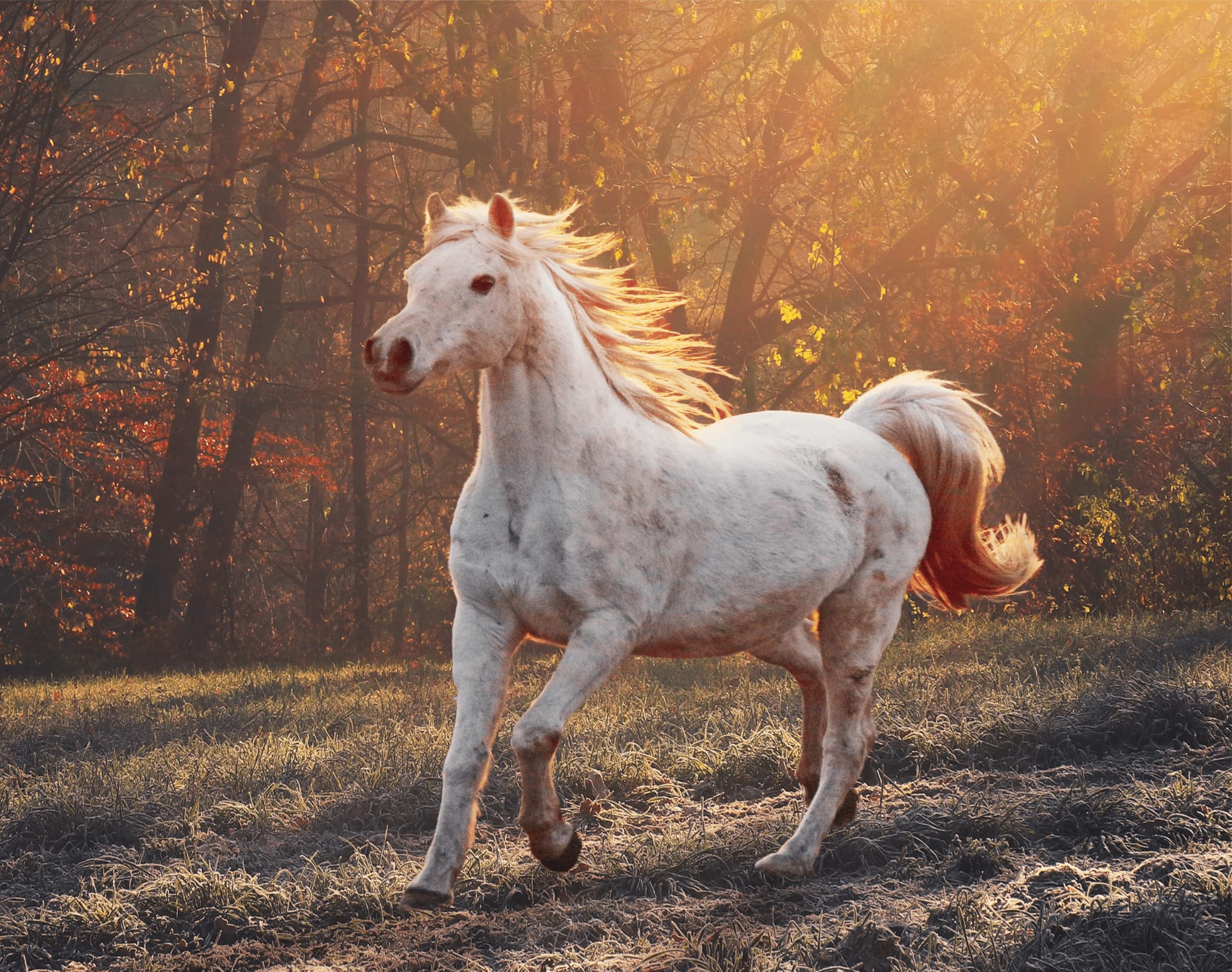 Scheidler horse-direkt 3 x 2,5 L Premium Schwarzkümmelöl für Pferde und Hunde Kaltgepresst Kanister – Frisch Aus Eigener Pressung