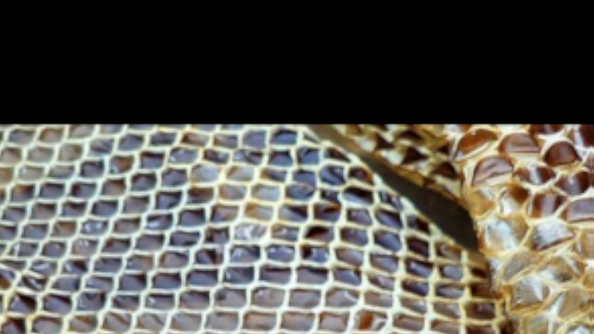 snake skin Wallpaper HD Wallpapers of snake skins! App on Amazon