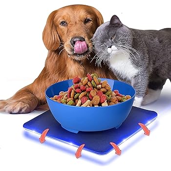 cat flips water bowl