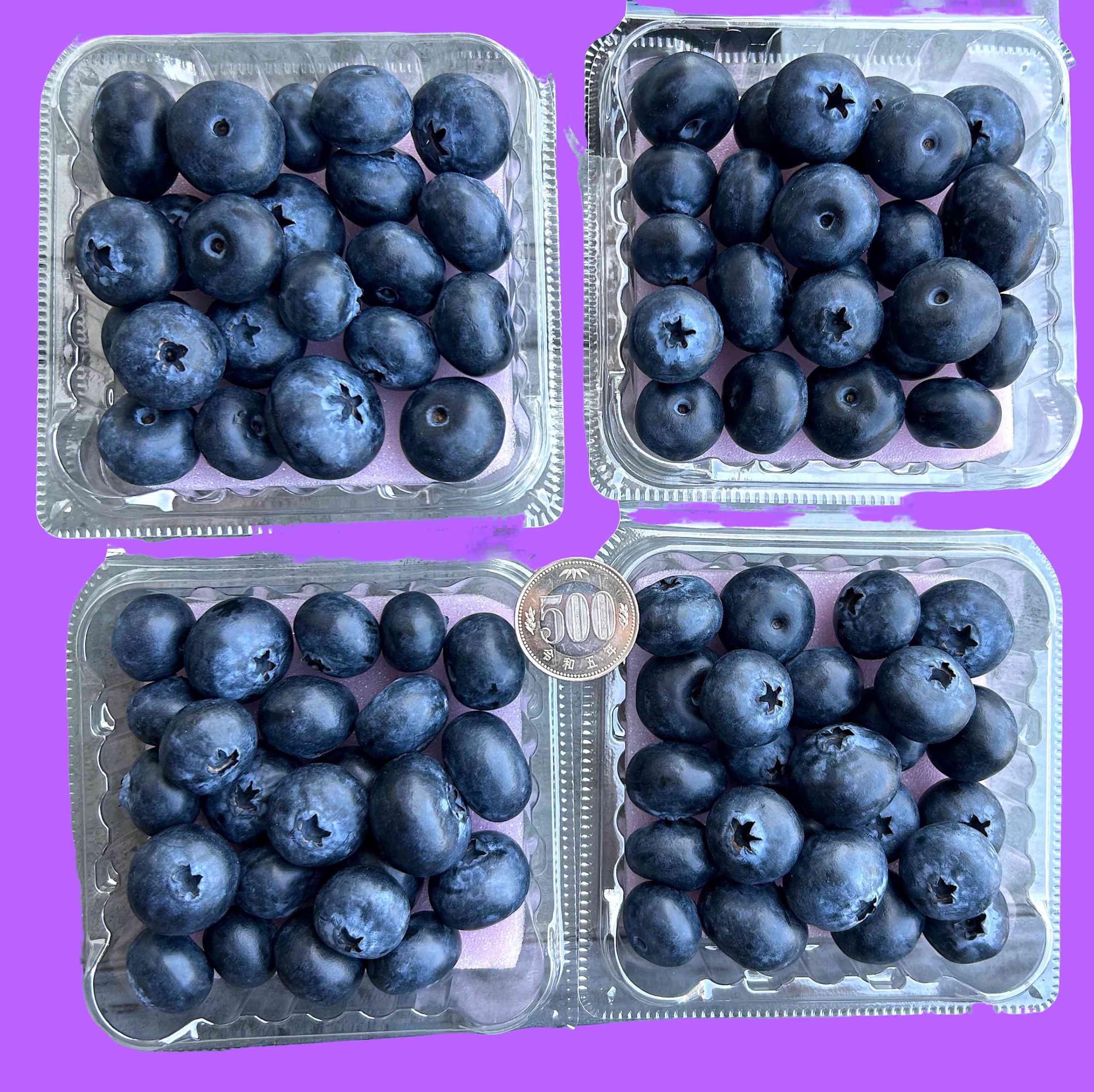 ⭐令和6年　生ブルーベリー⭐農薬不使用　3㌔ Amazon.co.jp: 100％無農薬【生 ブルーベリー】約200g (便利な