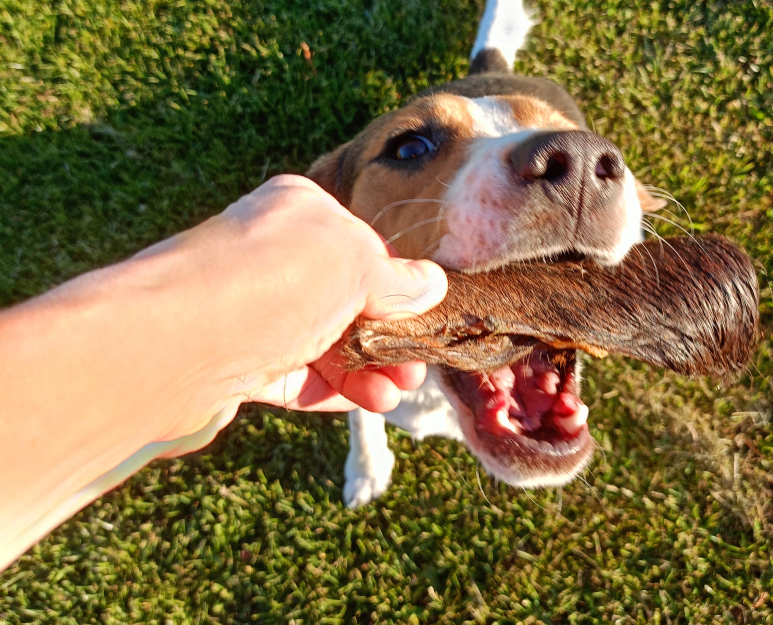Peau de tête de cheval séchée pour chien, article à mâcher pour chien du cheval, collations à mâcher hypoallergéniques et collations pour chien, monoprotéine, sans céréales, sans additifs, soins