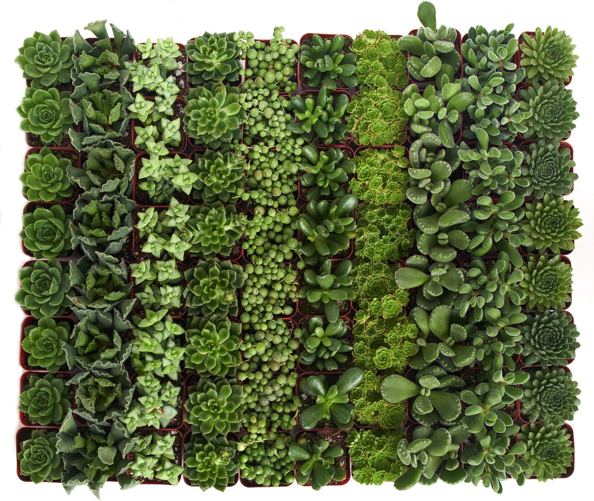 Shop Succulents Verde Succulent Plant Pack Bulk Collection - Live Mini Succulent Plants, Low Maintenance, Mix of Green Succulents & Textures - Wedding and Party Favors, Gift & Garden, Pack of 128