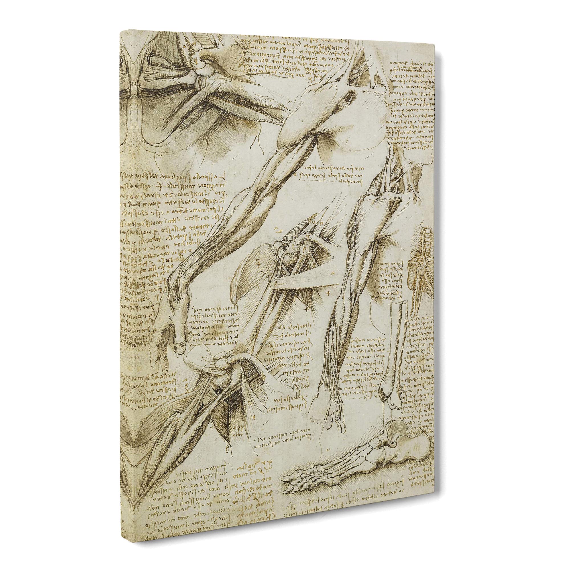 Human Anatomy Vol.1 By Leonardo Da Vinci Canvas Print, Mixed, 25L x 50W cm
