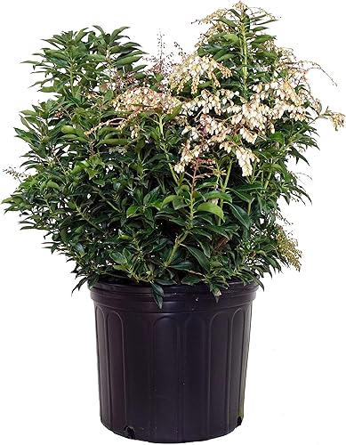 Planta viva de Green Promise Farms - Pieris jap. Brouwers Beauty, contenedor de tamaño #3 galones, Evergreen, flores blancas