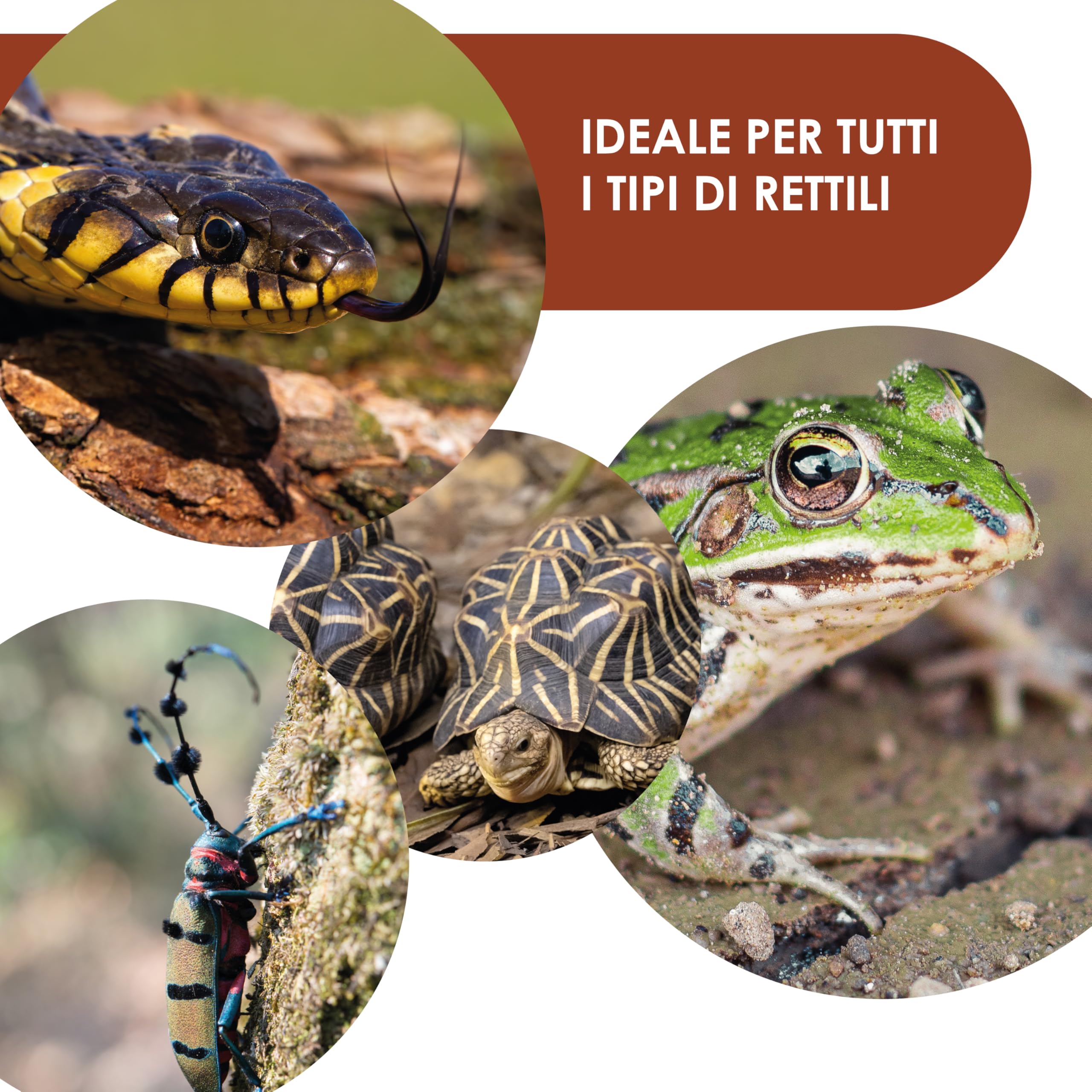 AGRI-CULTURA ® | Fibra di Cocco per Rettili 【20 Litri】 | Substrato Naturale Ideale per Terrario per Tartarughe di Terra, Rettili, Anfibi, Invertebrati | Alta capacità Assorbente.