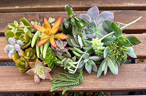 Miniatura 10 de Fat Plants San Diego Esquejes de suculentas en miniatura del jardín de hadas (15)