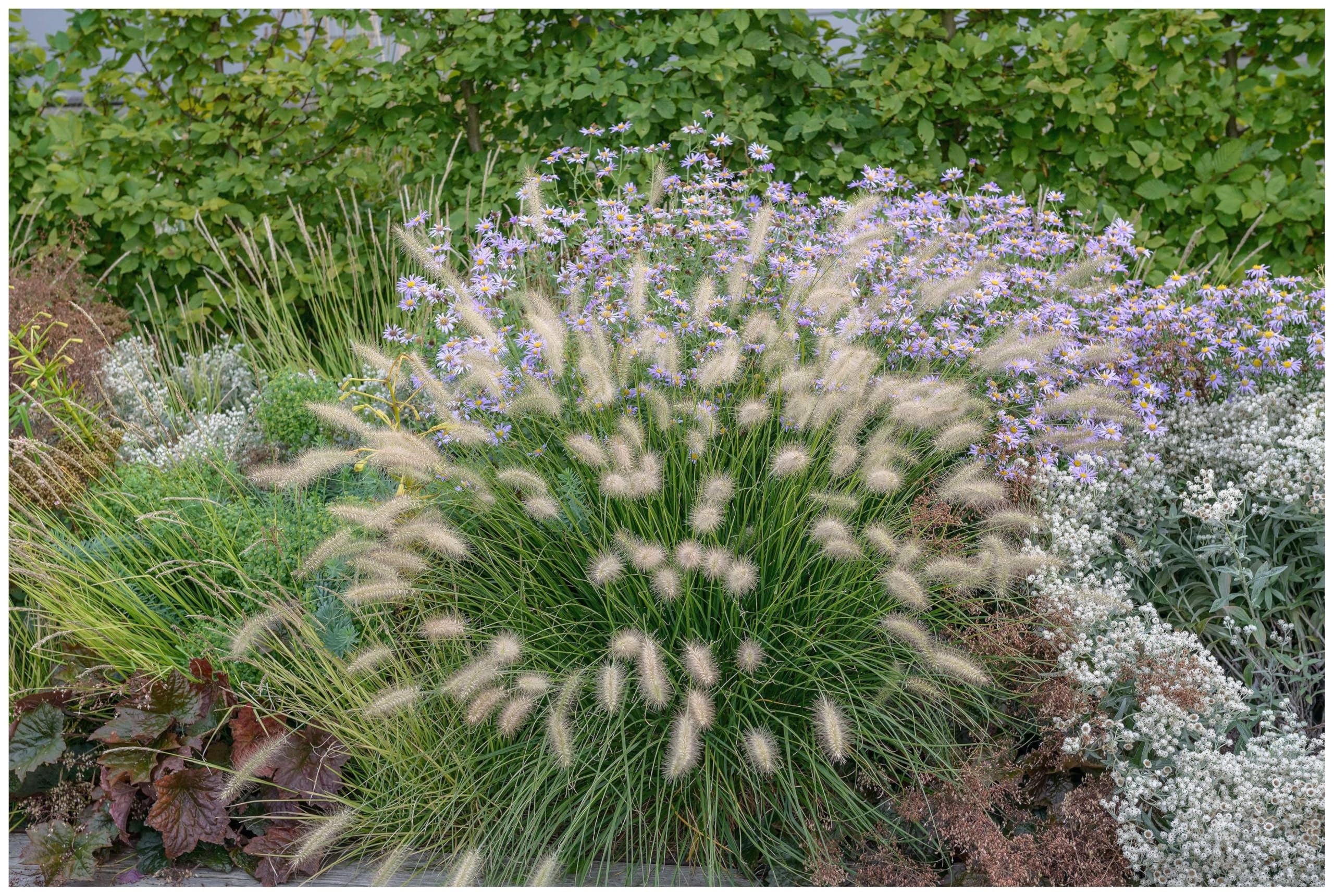 Stauden Gänge 10 x Pennisetum alopecuroides 'Little Bunny' winterhart | Niedriges Ziergras für Sonne, Blüte August bis Oktober, mehrjährig, 1 L Topf (11x11 cm)