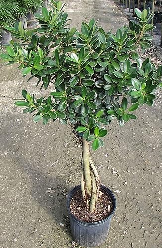 Miniatura 2 de Daniella Ficus - Trenza de higo llorón, planta viva en una maceta de cultivo de 10 pulgadas, Ficus Moclame, hermosa planta de interior purificadora