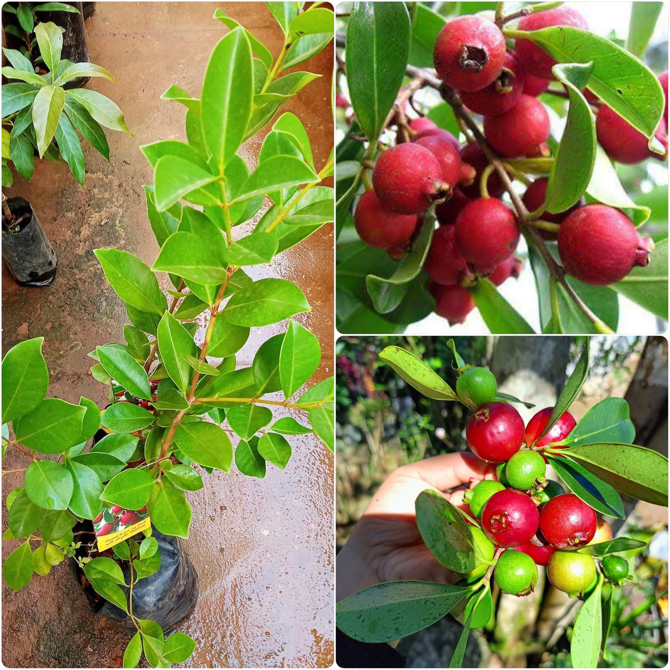 See full amazon price history chart for Rukonza Dwarf Red Strawberry Guava Exotic Live Seedling Plant, Pack of 1 Tree Rukonza Dwarf Red Strawberry Guava Exotic Live Seedling Plant, Pack of 1 Tree (B0D8N8JJYL) Amazon Price History, Amazon Price Tracker