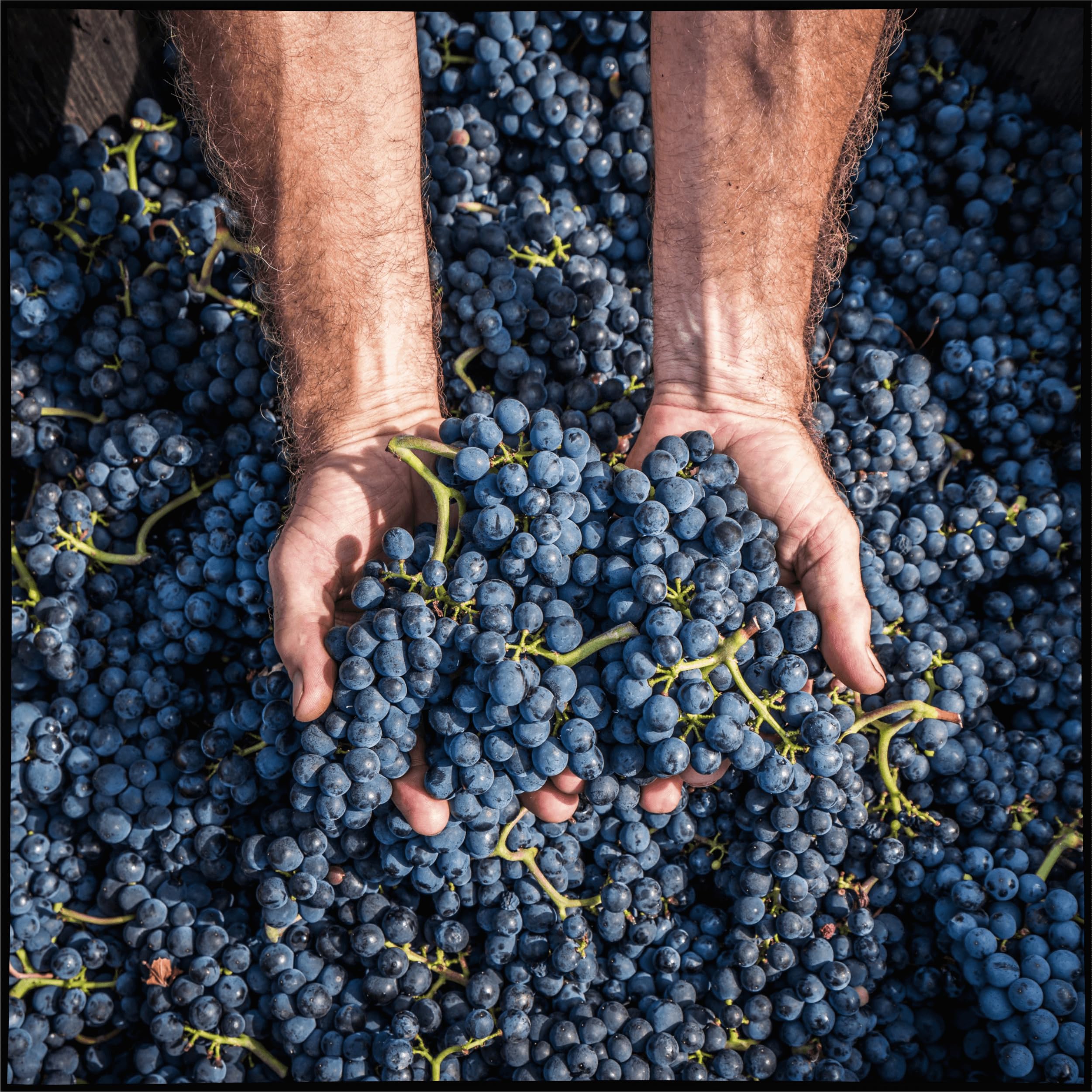 Hex vom Dasenstein Spätburgunder Rotwein Barrique Beerenauslese - edelsüßes Weinerlebnis, sanfte Verführung, sinnlich und nachhaltig - Badischer Wein, Anbaugebiet Ortenau (1 x 0,375l)