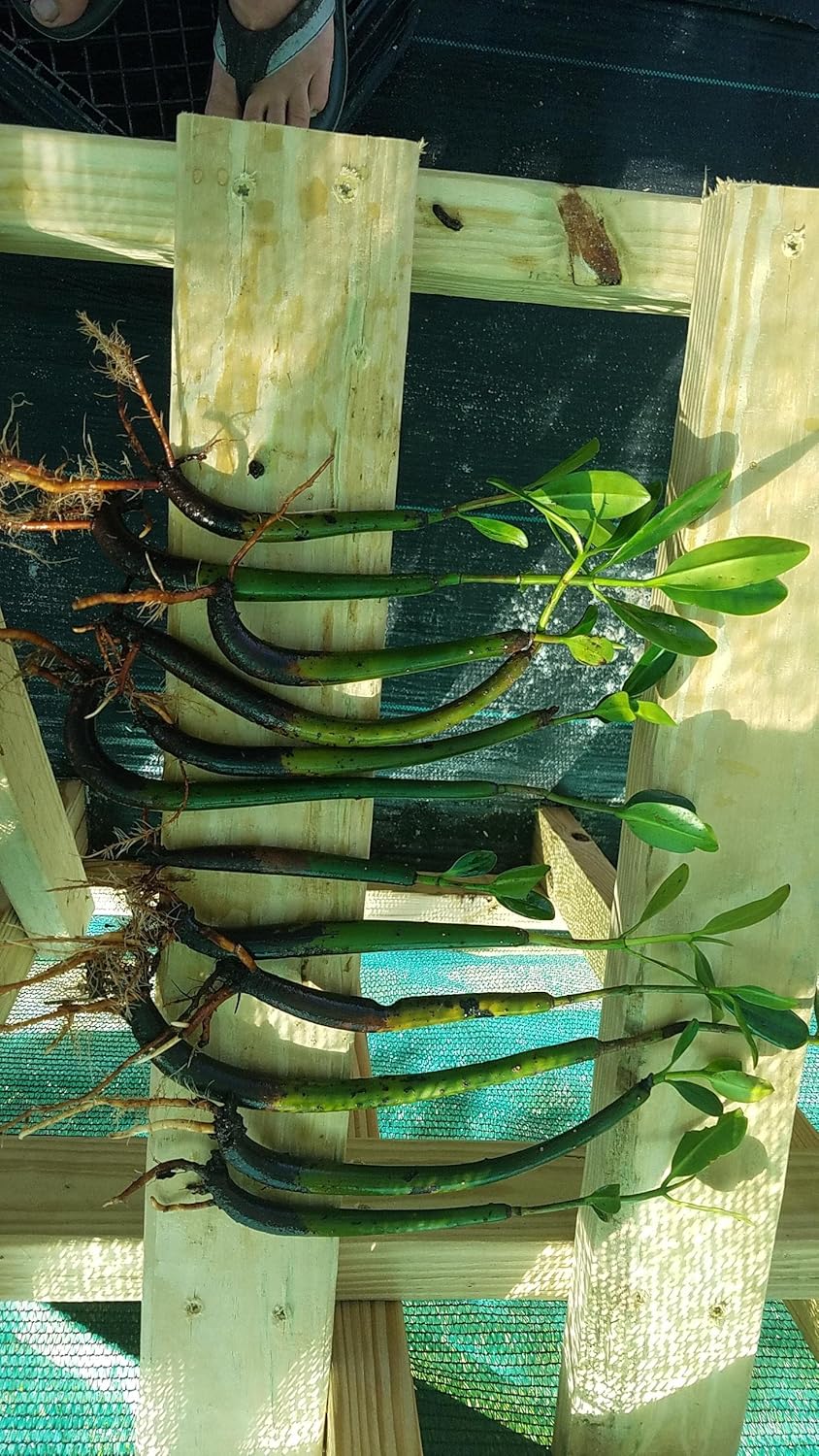 10 RED MANGROVE SEEDLINGS The plants that are pictured are exactly what you will receive, and are only grown by Mangroves and more nursery, not any other seller.