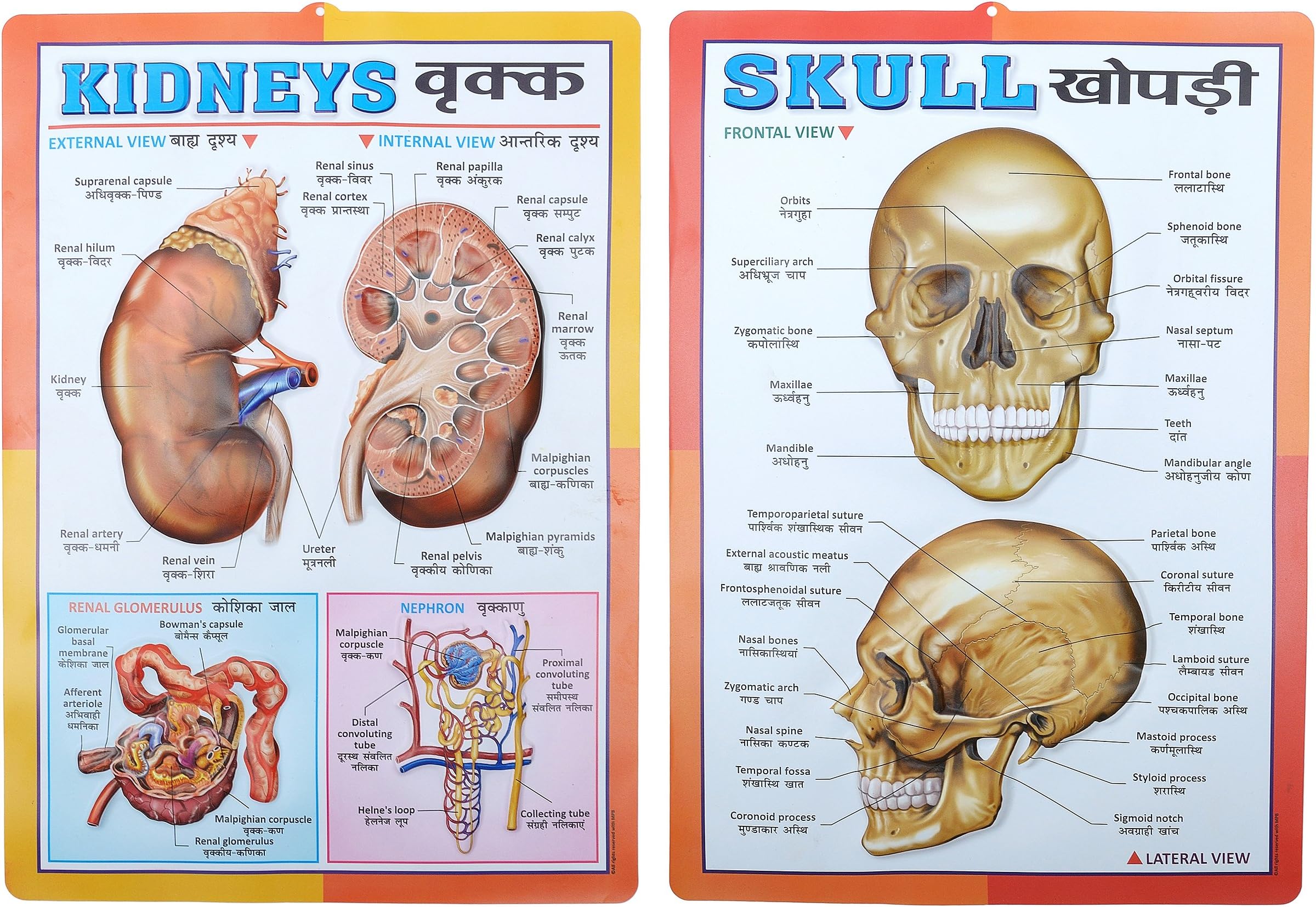 Part-2 Human Physiology 3D Embossed Charts [Set of 10] Specially for Biological students & Doctors @ Cheapest rates [ Size 43cm long x 31cm wide on P.V.C.]
