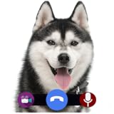 Siberian Husky Call Live Video