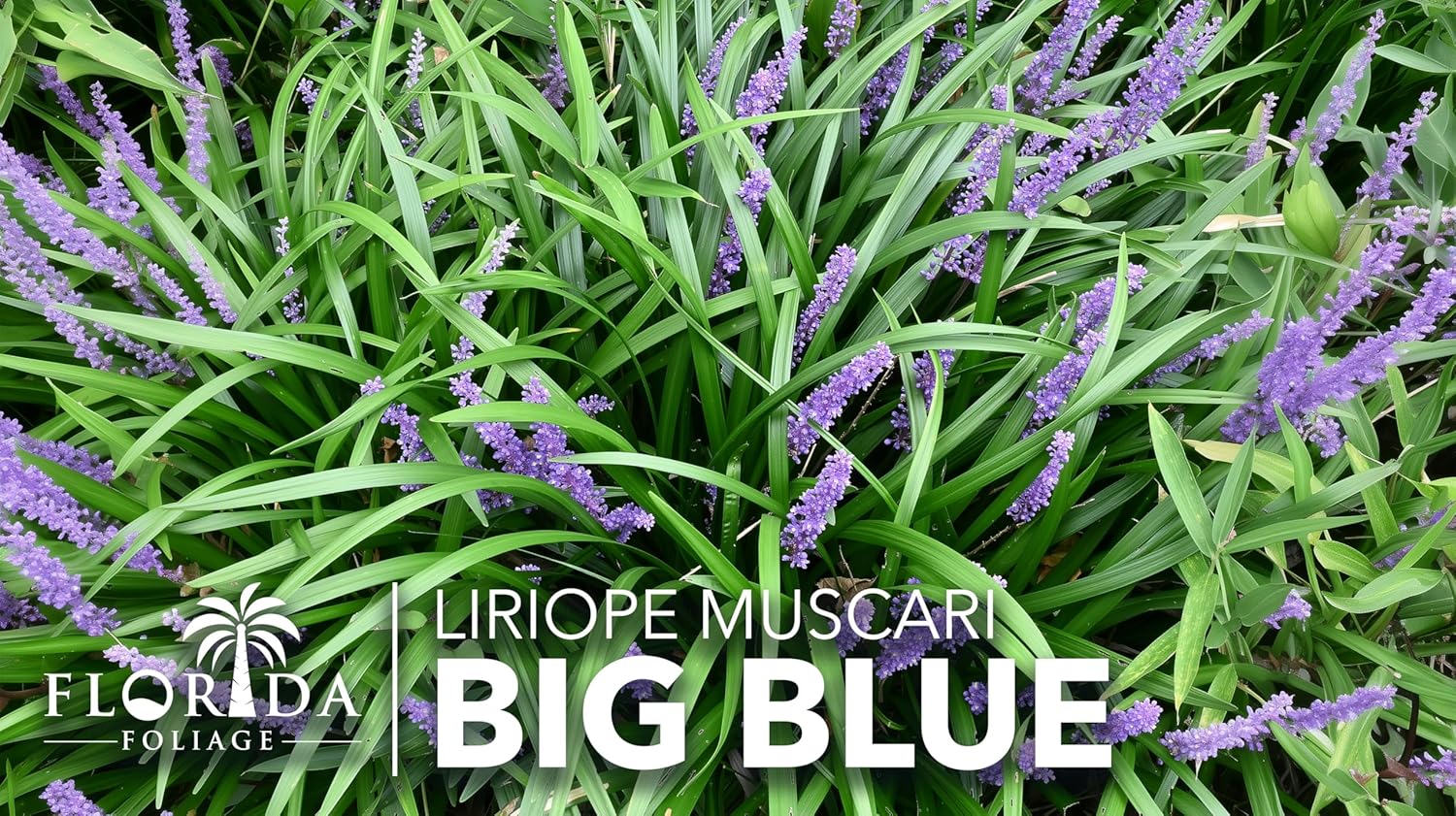 Liriope Big Blue | 20 Live Plants | Liriope muscari | Lavender Blue Flowers | Evergreen Ground Cover for Shade | Landscape Borders for Walkways and Beds