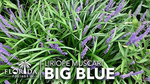 Miniatura 3 de Big Blue Liriope Muscari  Bandeja de 54 unidades  Hierba perenne tolerante a la sequía de bajo mantenimiento Lilyturf