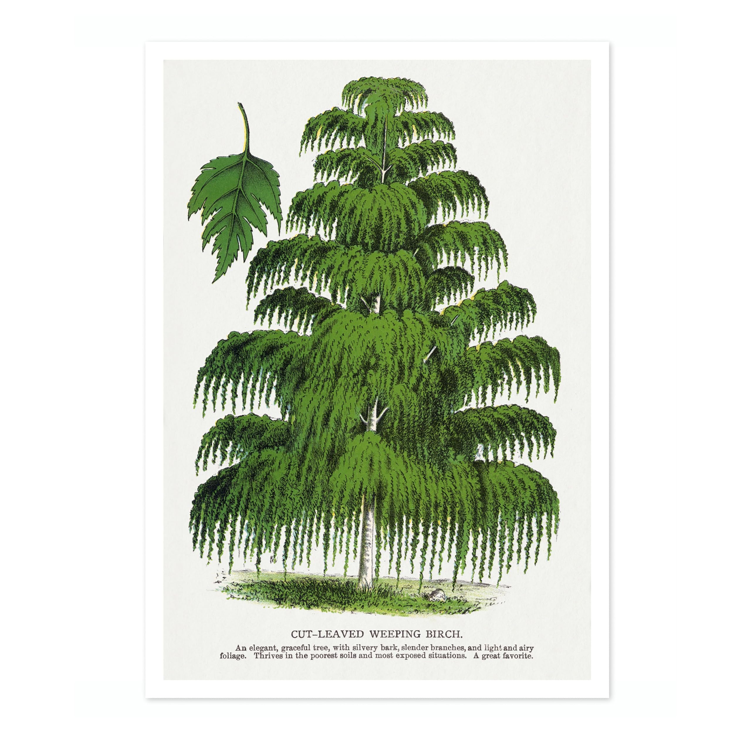 Cut-Leaved Weeping Birch Vintage Botanical Tree Poster, Nature Home Decor Wall Art, Retro Encyclopedia Illustration, Archival Matte, A3 (Print Only) - 42x29.7cm