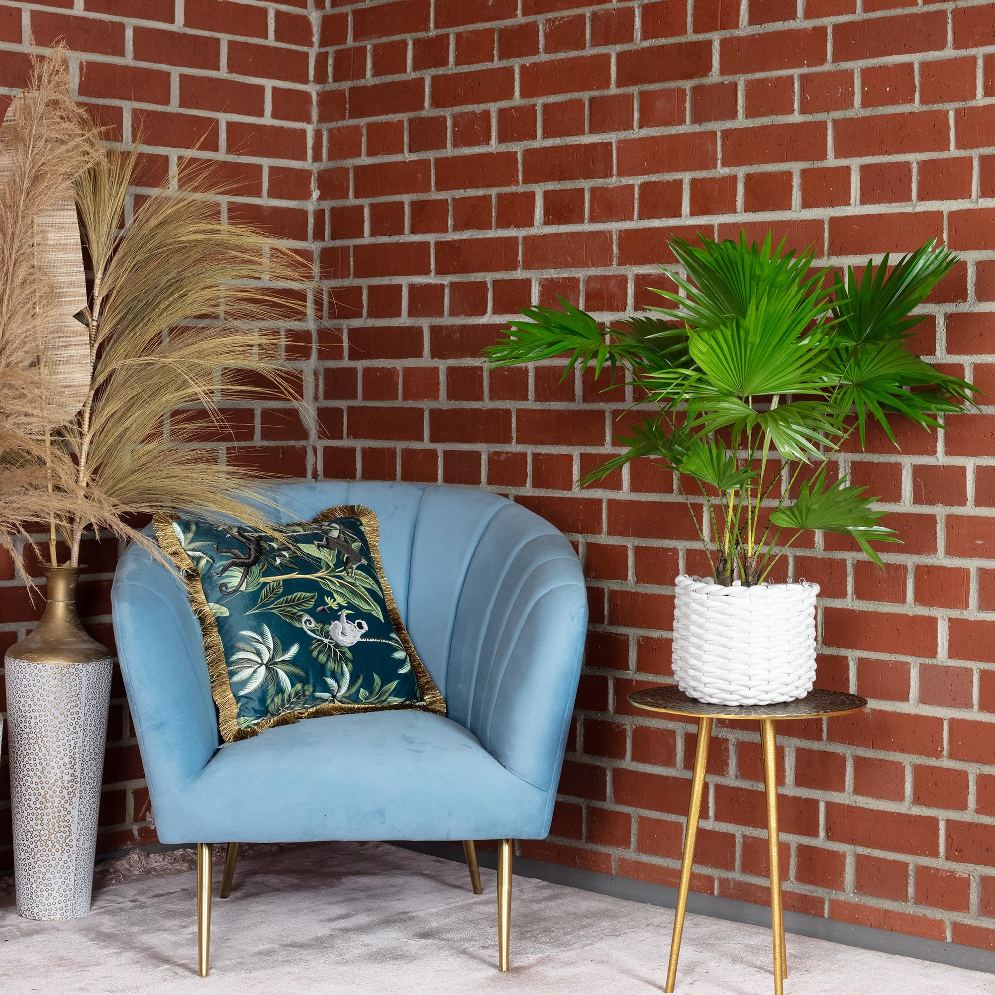 Livistona - Palmera con paraguas (60 cm de altura, 17 cm de diámetro)