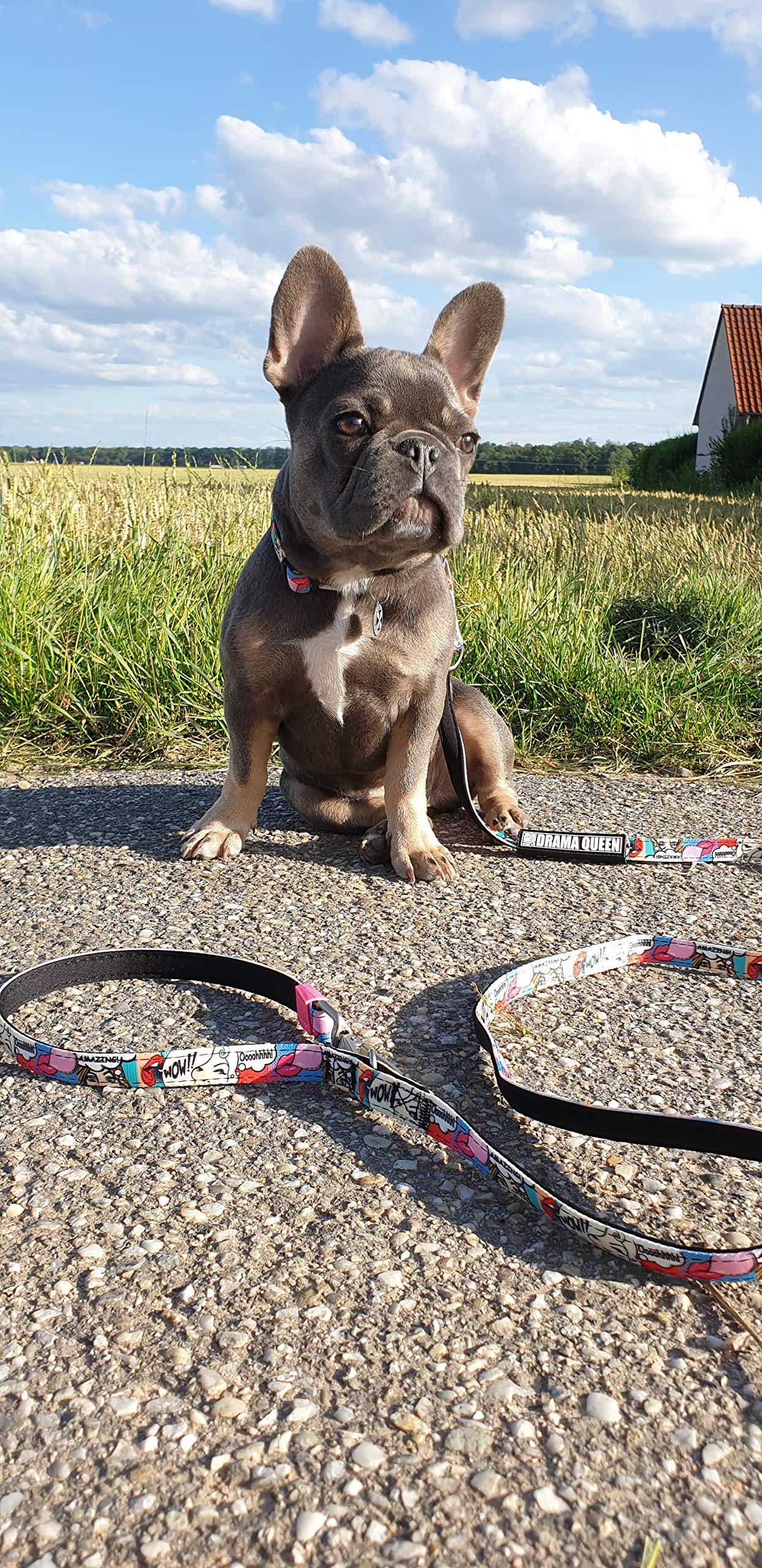 Max & Molly Missy Pop/L Multifunctional Dog Lead 2 m with 2 Carabiners, Padded, Safe and Flexible, Comfort for Your Faithful Companion - Image 2