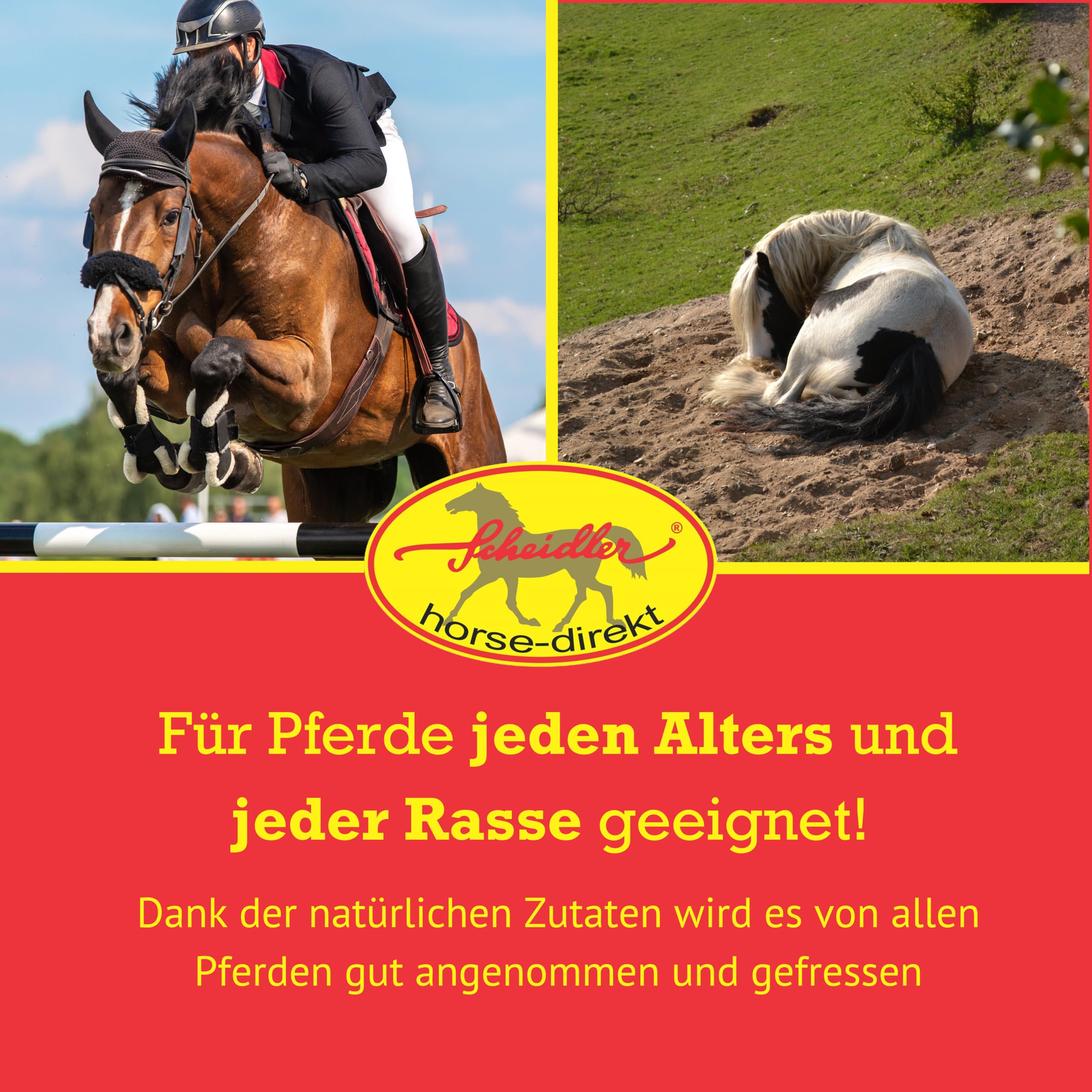 Scheidler horse-direkt Ingwer-Teufelskralle Liquid für Pferde 2500ml – Natürliches Ergänzungsfutter – Alternative zu Pulver/Pellets – Premium Sud aus Teufelskralle- Qualität aus Deutschland