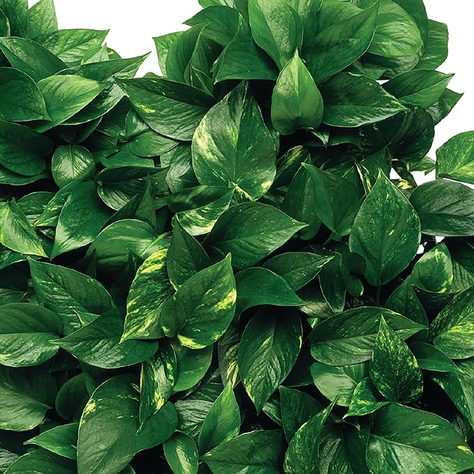 Jobe's Organics Fertilizante en Espigas para Plantas de Interior, 50 Unidades miniatura 7