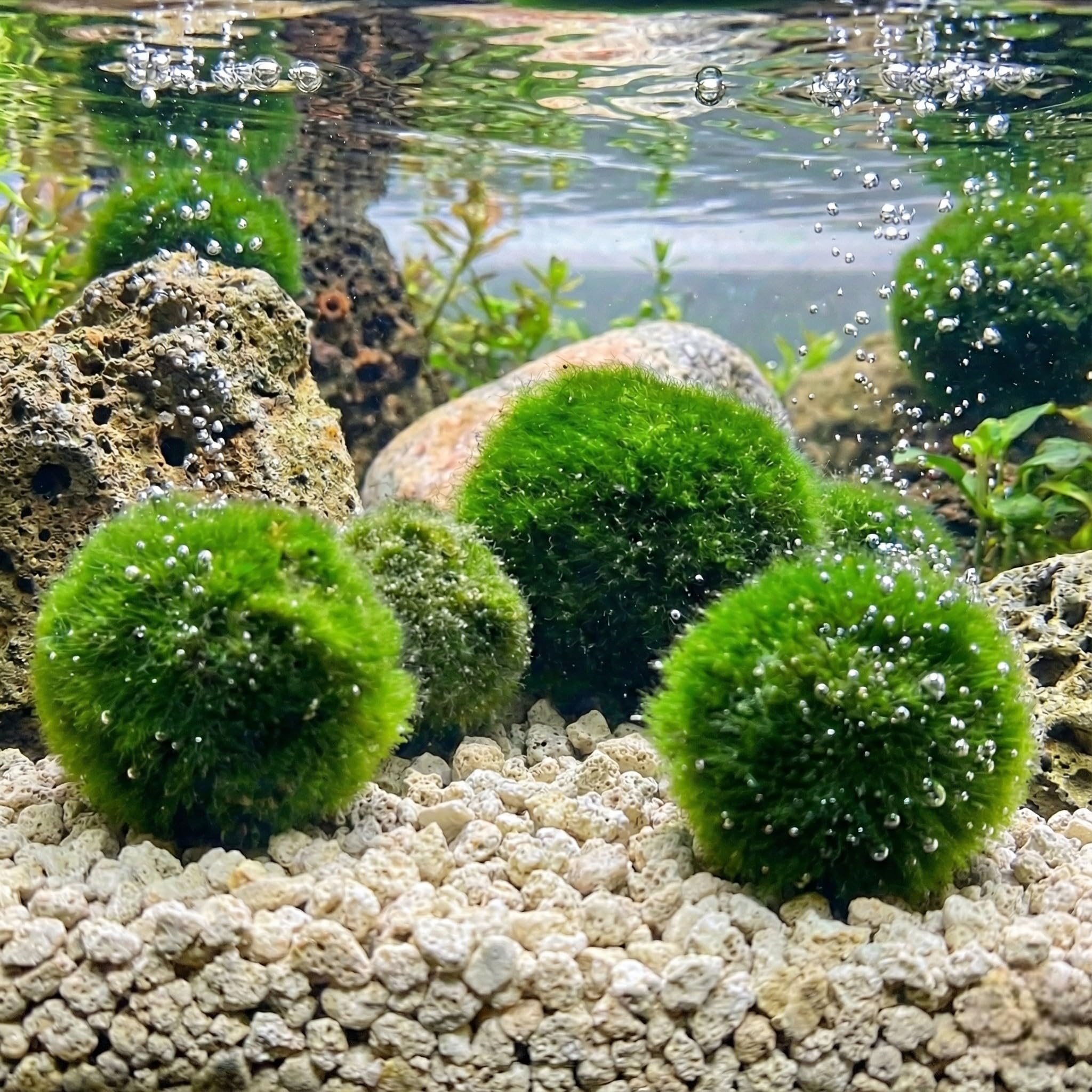 Vdvelde․com - Marimo Mooskugeln 10 Stück Ø5 cm - Cladophora aegagropila für Aquarium & Teich - Schwimmende Mosballen Wasserpflanzen Set