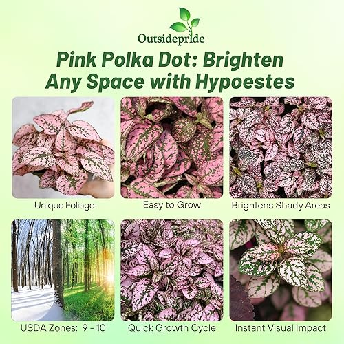 Miniatura 9 de Outsidepride 100 semillas de rosas perennes Hypoestes Semillas de flores para plantar