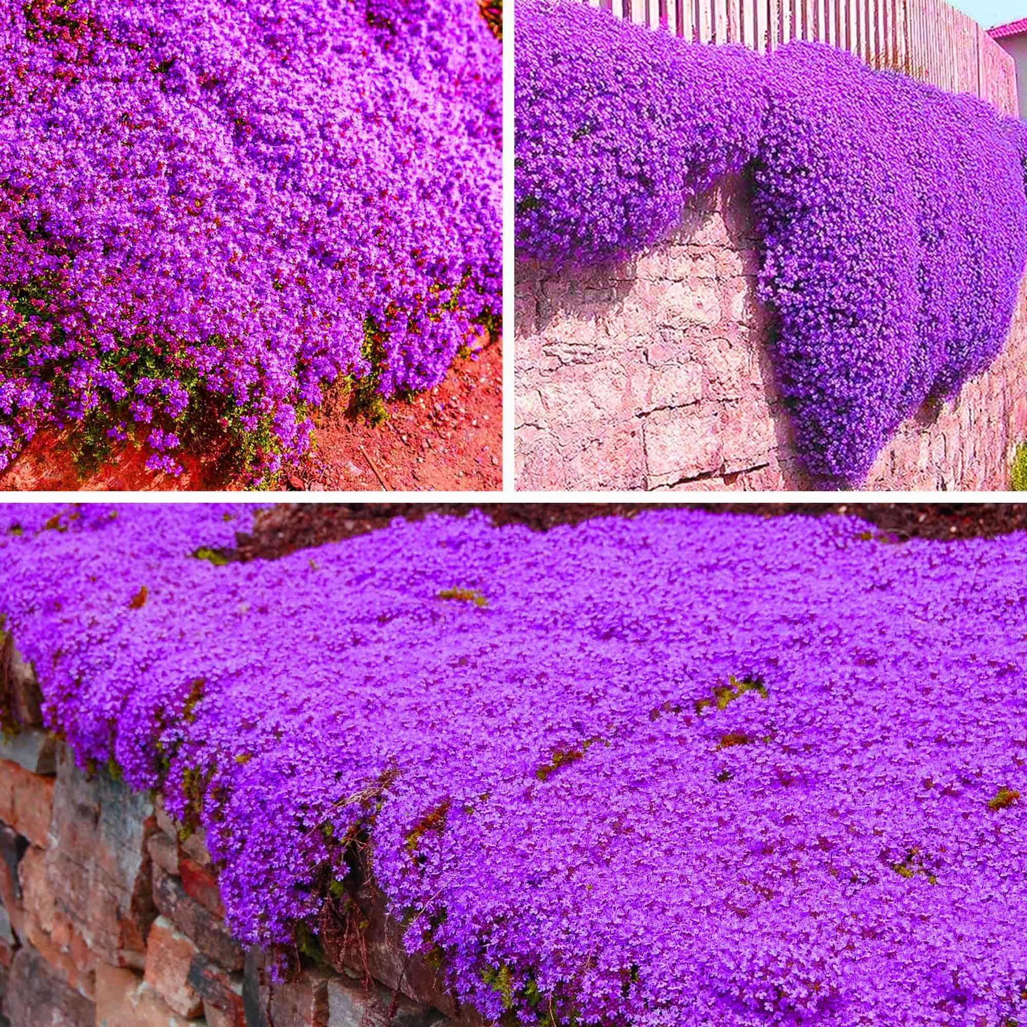 Amazon.com : 1,000+ Outdoor Green Carpet Seeds for Planting ...