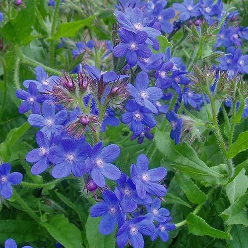 Palm Beach Medicinal Herbs - Alkanet (Anchusa officinalis) - Paquete de 10 Semillas