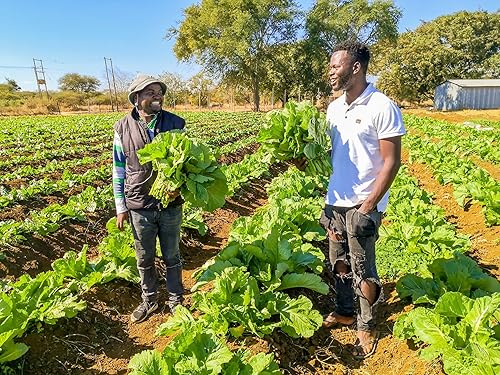 5000 semillas de mostaza de hoja ancha Florida para plantar, crecimiento rápido, tolerantes al calor y al frío, sin OMG, semillas de jardín
