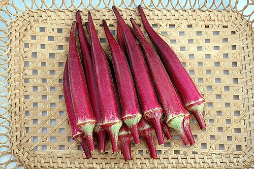 Semillas Okra (dedo de dama, Bamia) Vegetal de reliquia rojo burdeos para plantar sin OMG