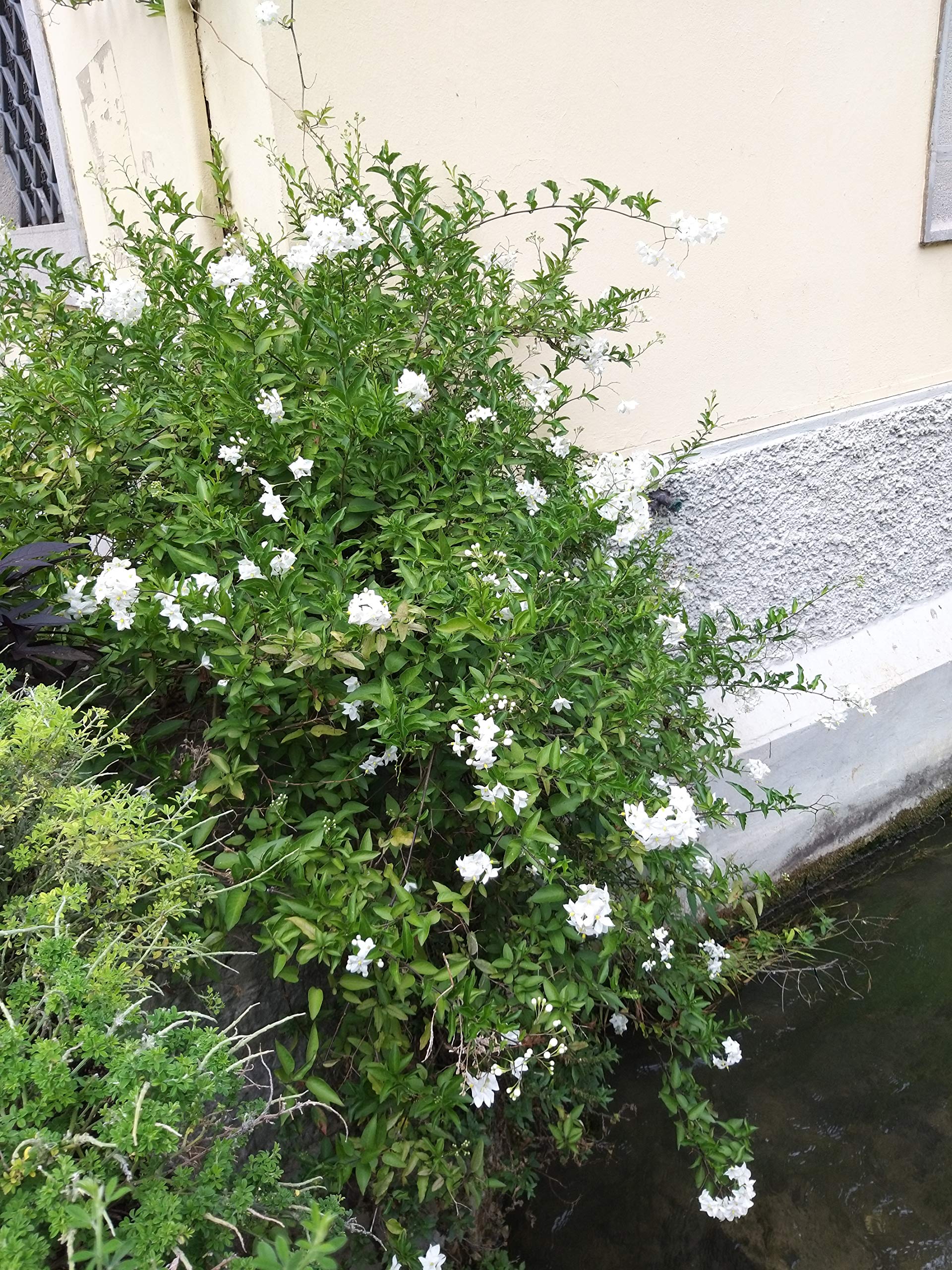 POWERS TO FLOWERS - SOLANUM JASMINOIDES, GELSOMINO, 2PIANTE vaso14cm, piante vere