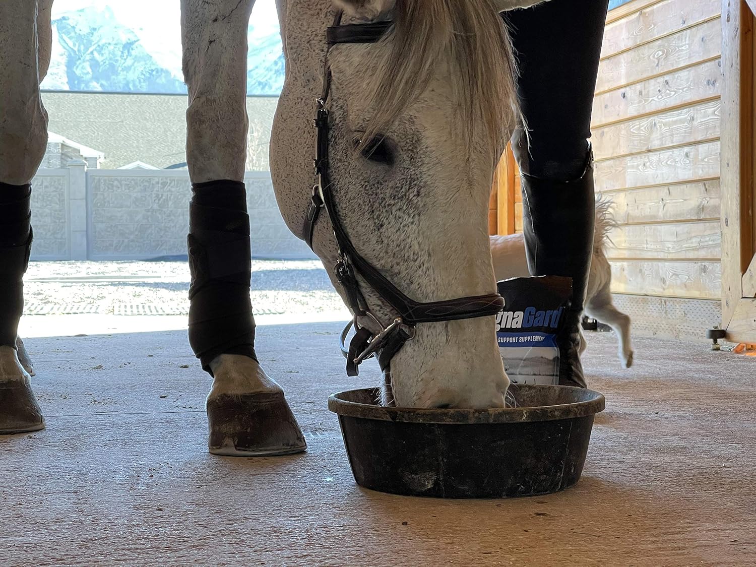 MagnaGard Gastric Support Supplement for Horses - Ulcers or Digestive Issues, 5 Month Supply (20 lbs) : Pet Supplies