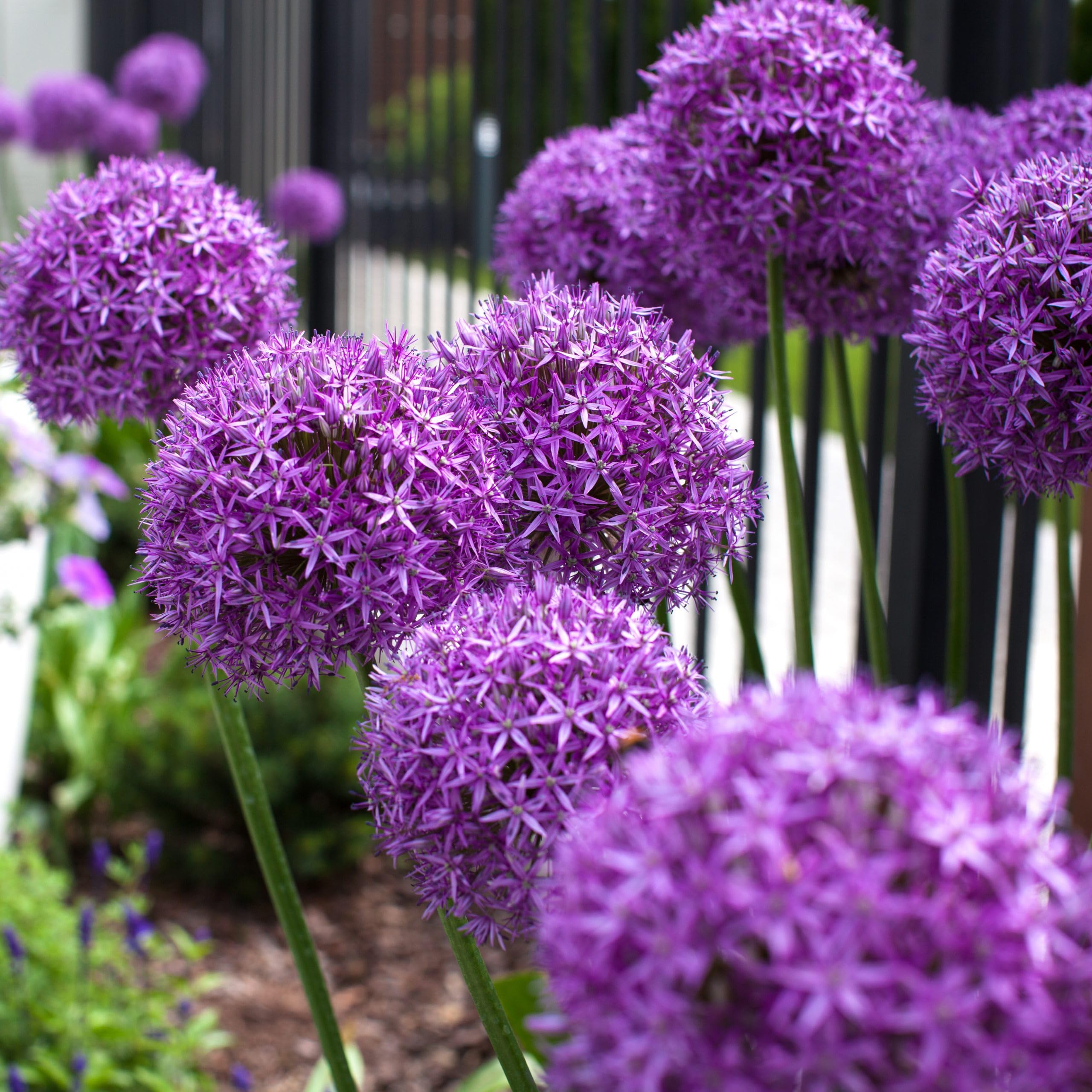  little allium Bunny　パープル　紫　うさぎ Amazon.com : Allium Giganteum Seeds for Planting - 300+ Ornamental