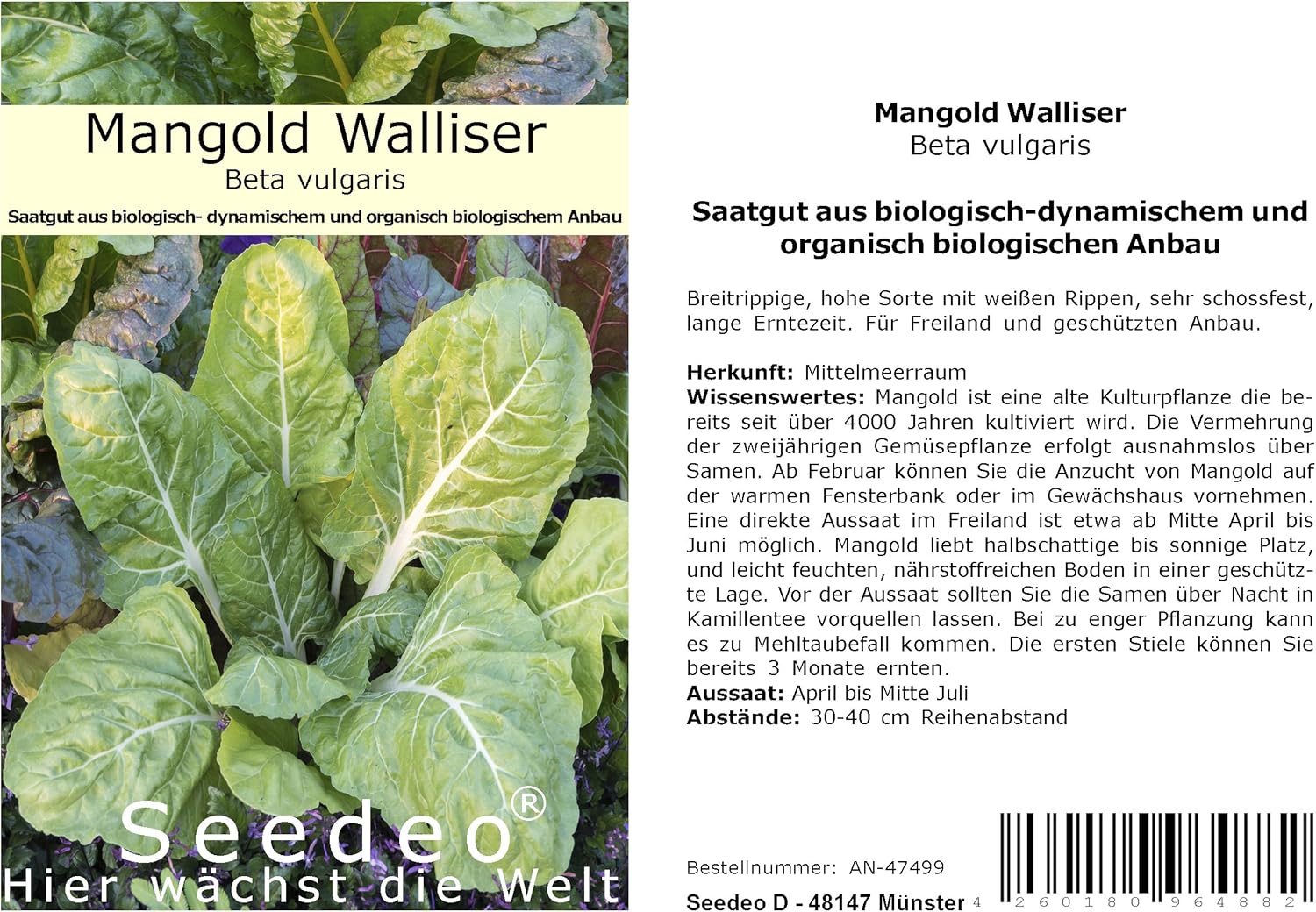 Seedeo® Bio-Mangold Walliser Samen – 50 Stück | Saatgut Für Breitrippigen Mangold Mit Langer Erntezeit